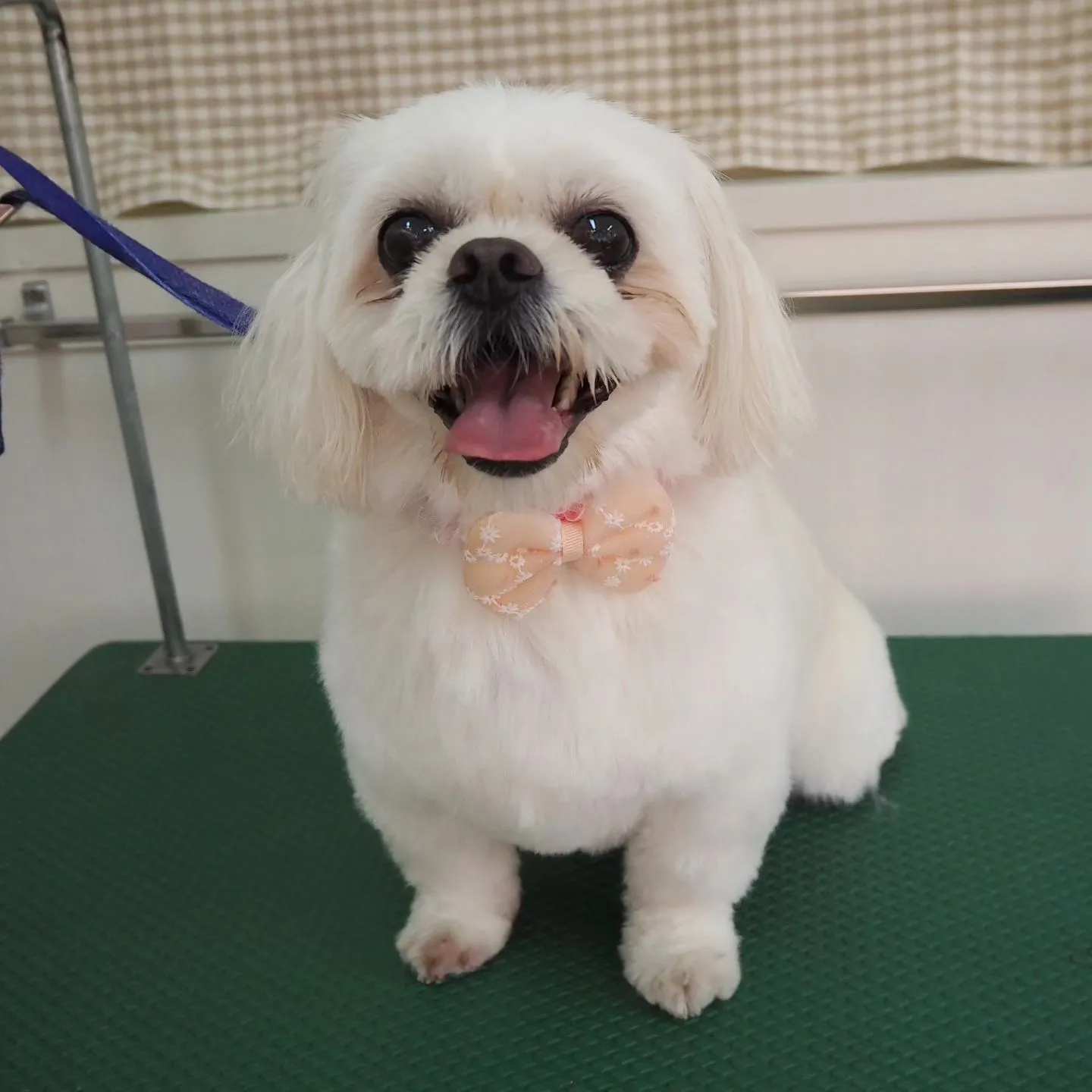 【トリミング】当院では【初めて】