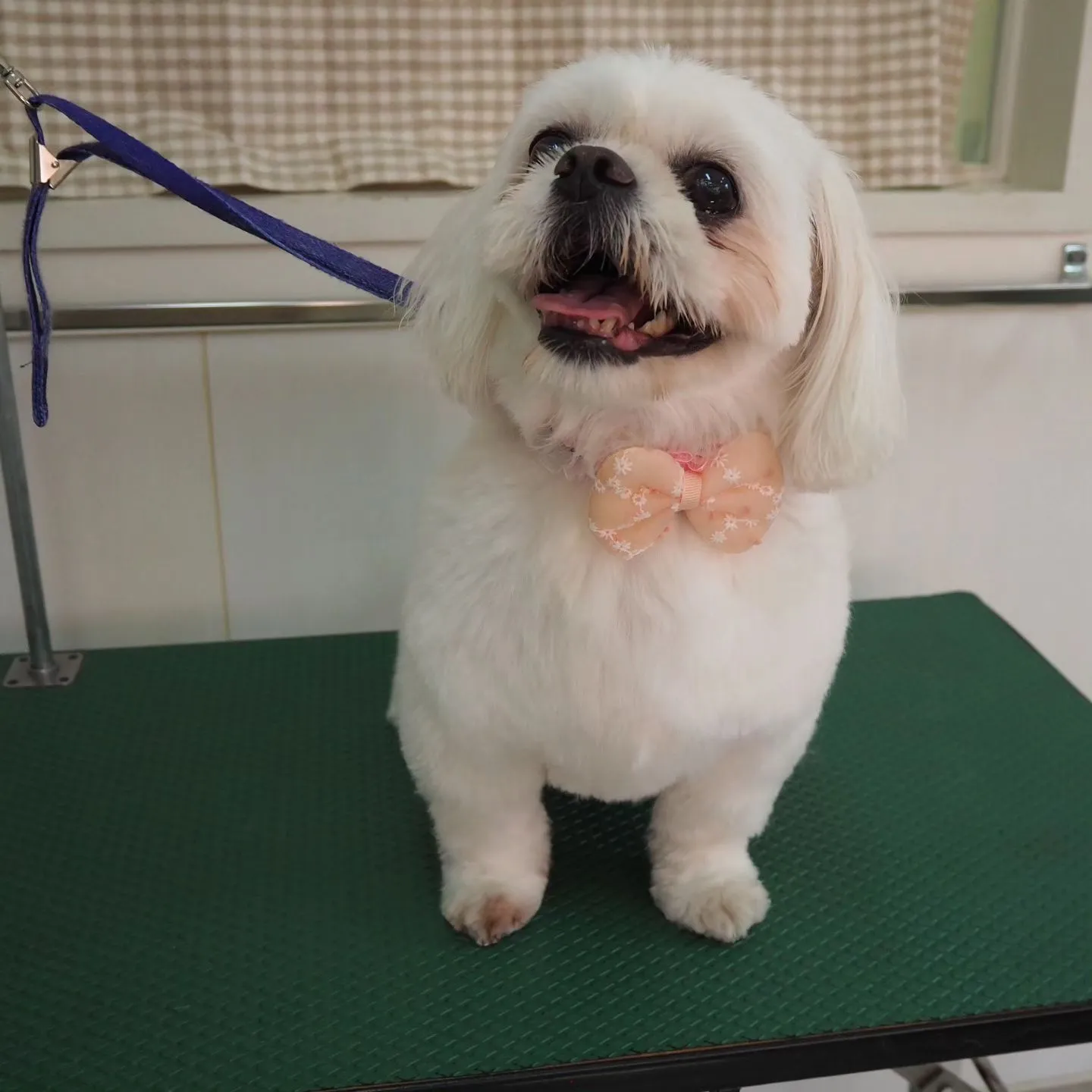 【トリミング】当院では【初めて】