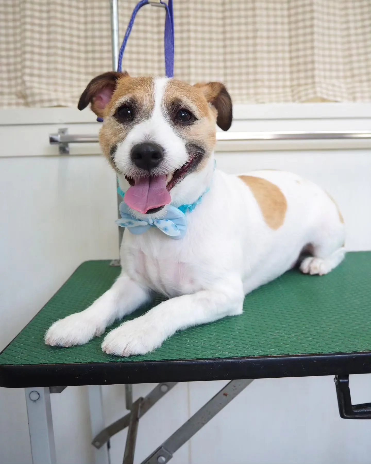 【トリミング】ジャック・ラセッル・テリア　