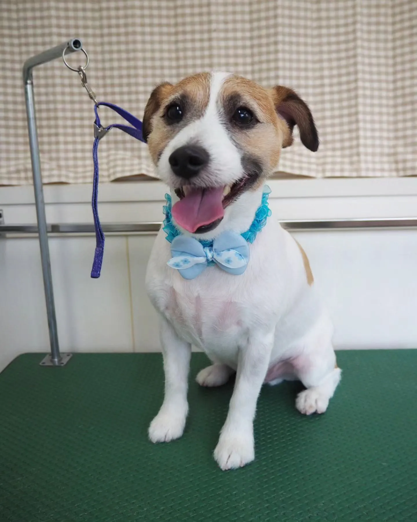 【トリミング】ジャック・ラセッル・テリア　