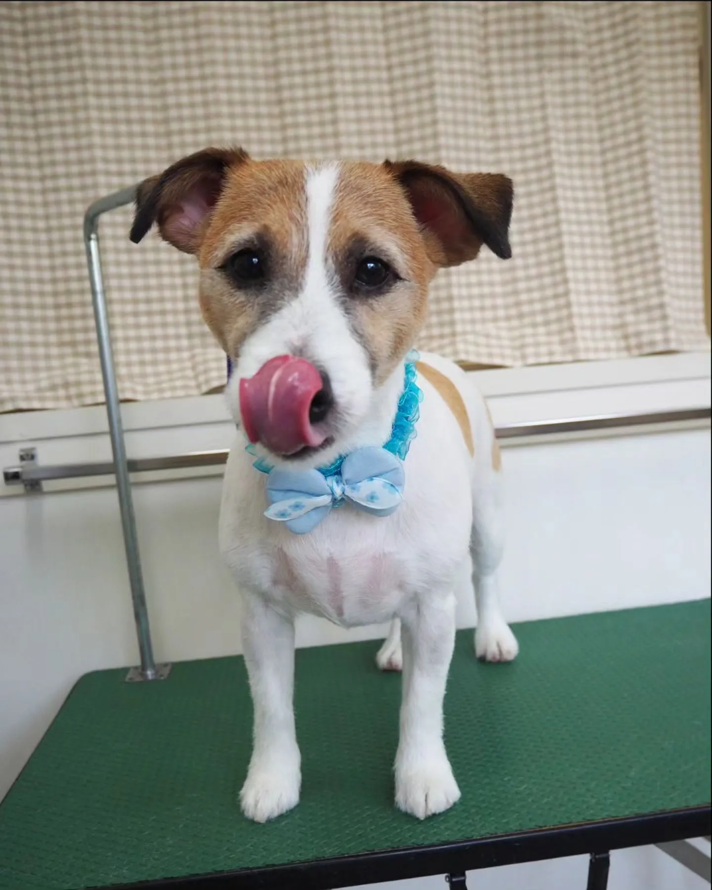 【トリミング】ジャック・ラセッル・テリア　