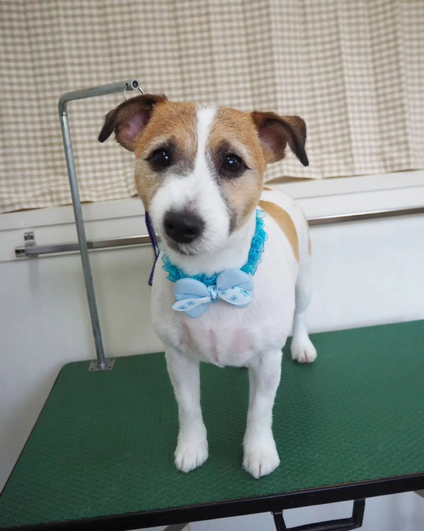 【トリミング】ジャック・ラセッル・テリア　