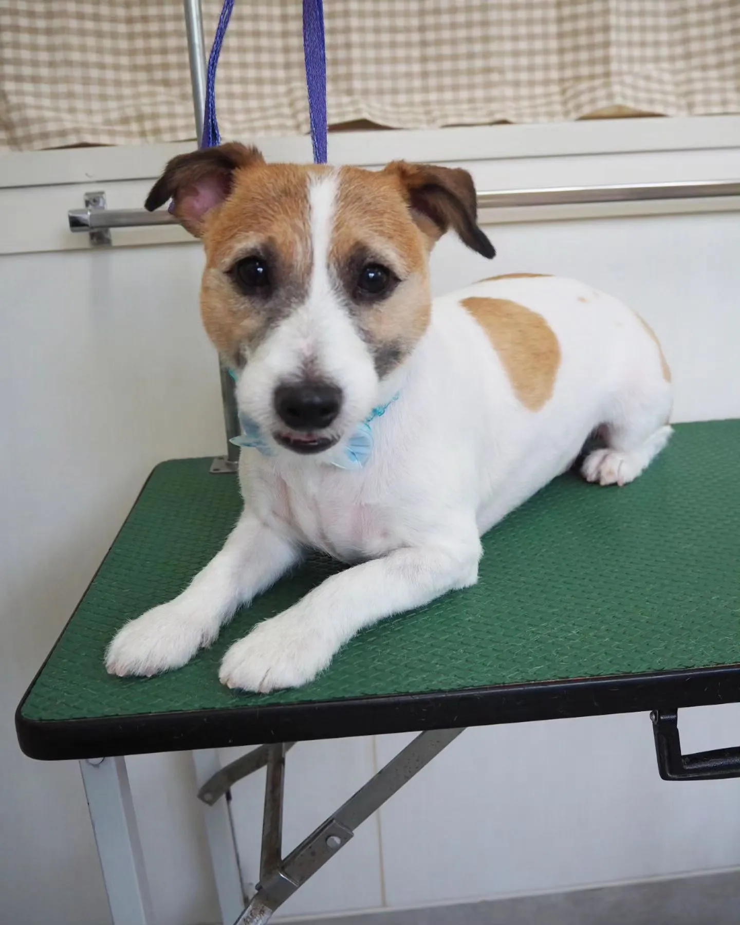 【トリミング】ジャック・ラセッル・テリア　