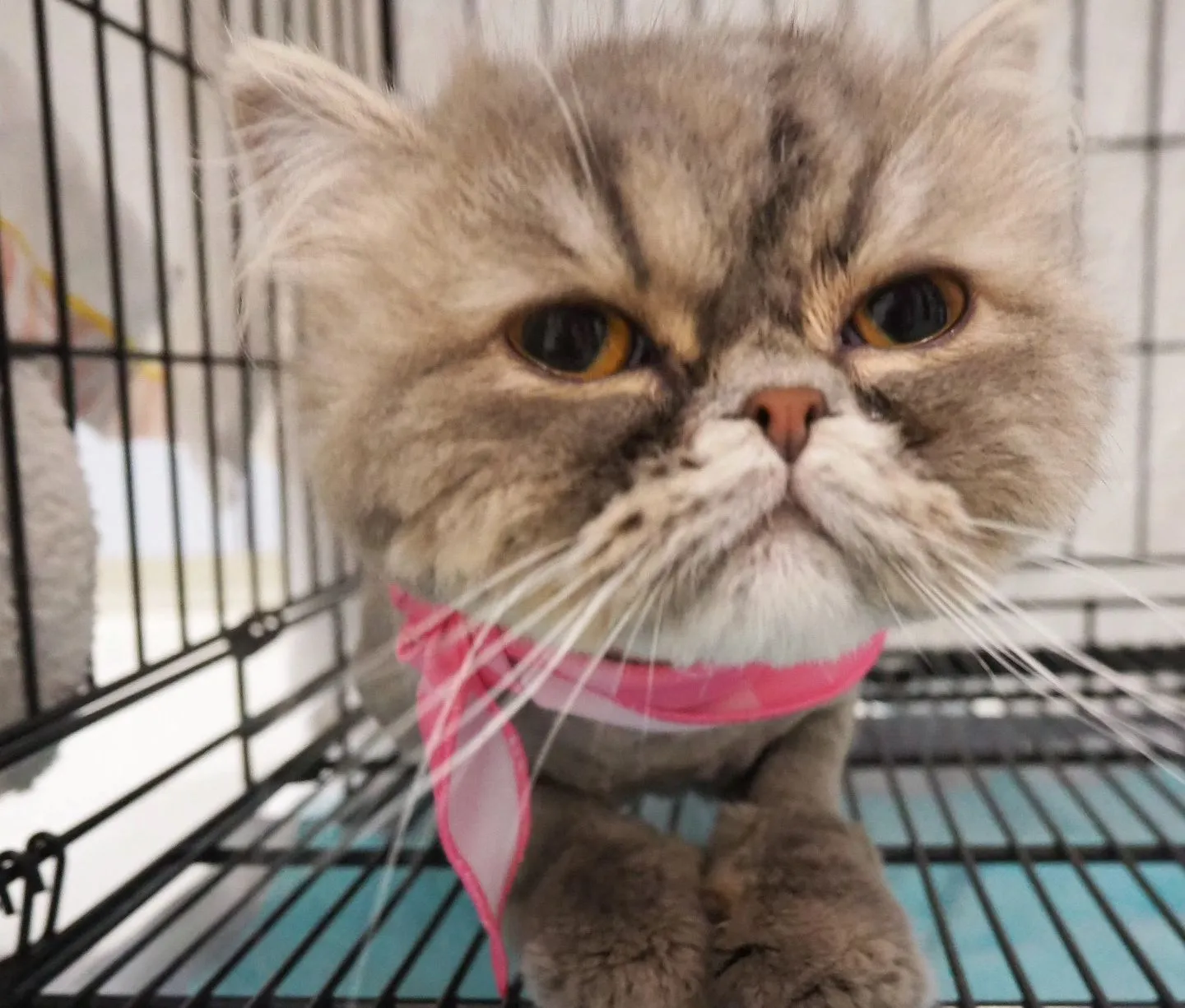 【トリミング】毛玉除去【鎮静下】