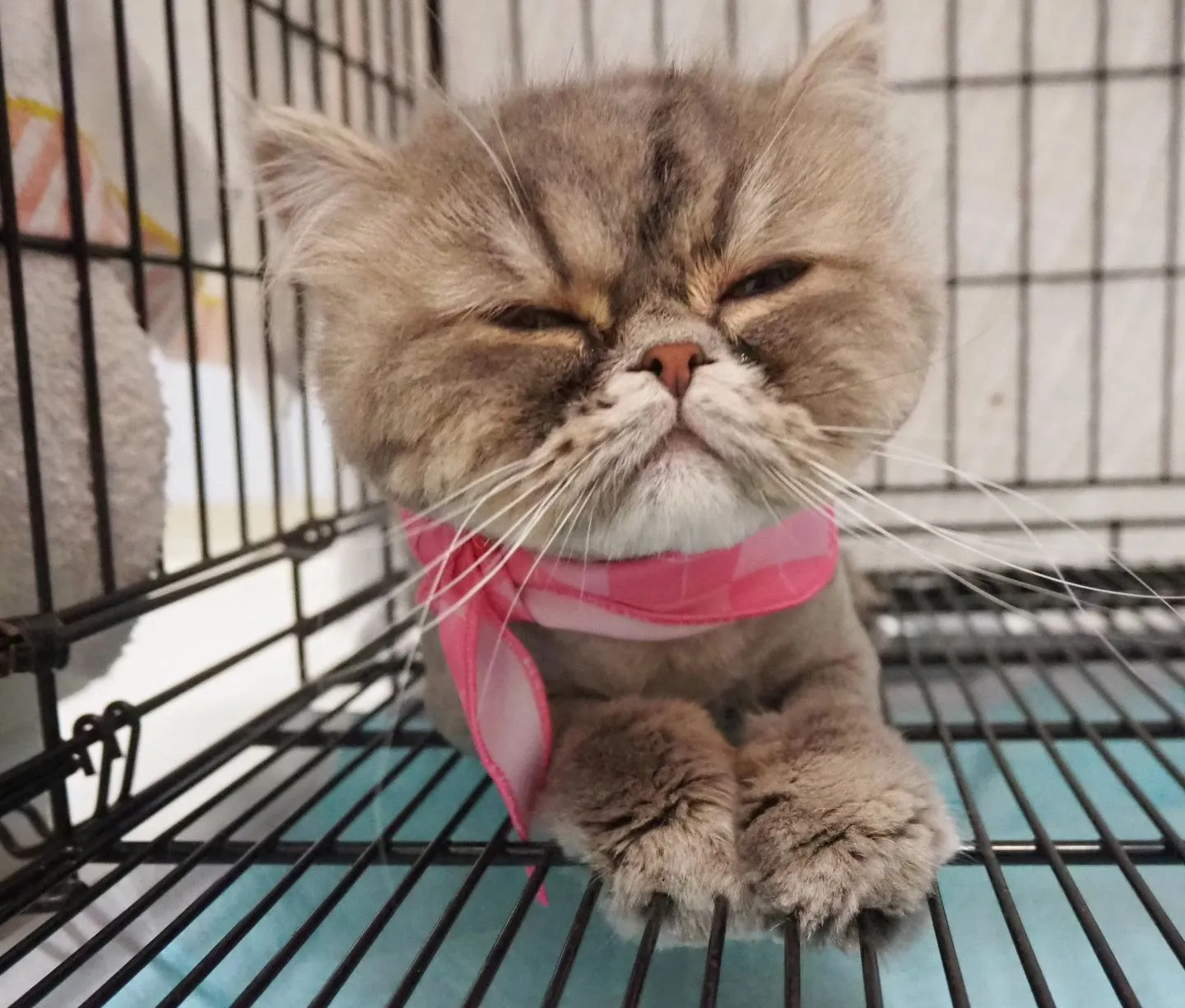 【トリミング】毛玉除去【鎮静下】