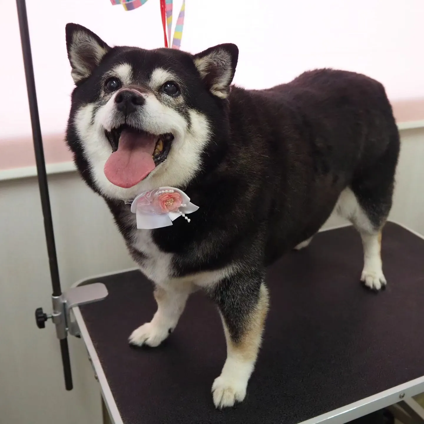 【トリミング】シャンプーコース【柴犬】