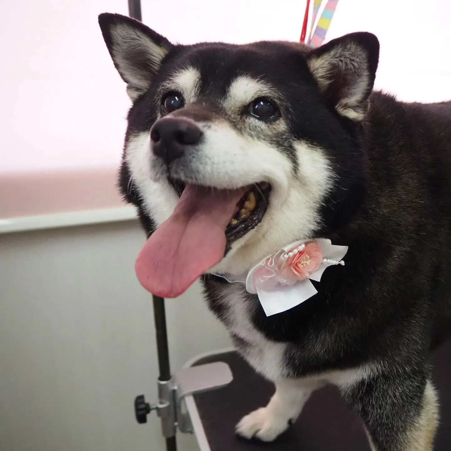 【トリミング】シャンプーコース【柴犬】