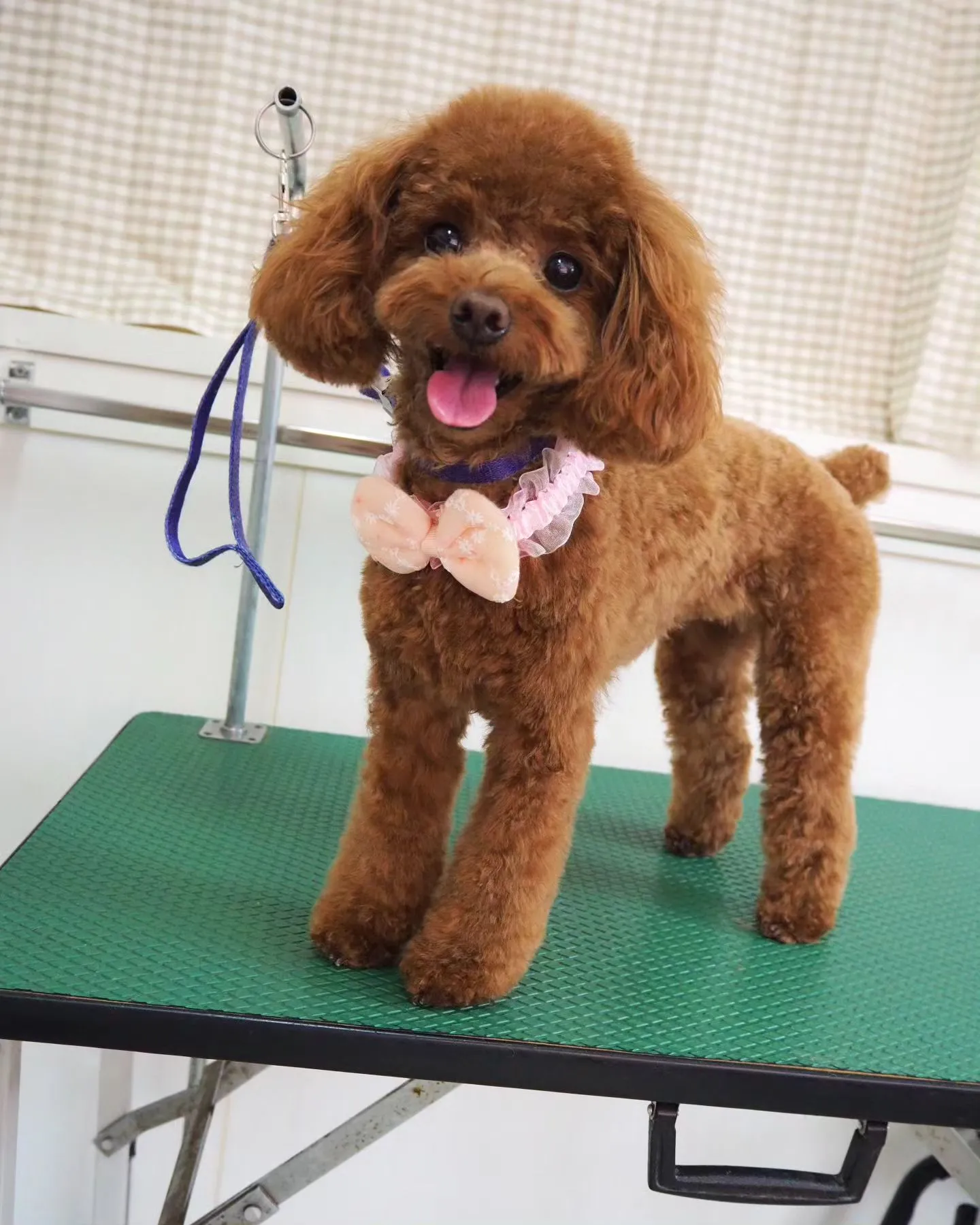 【トリミング】トイプードル【テディベア】　