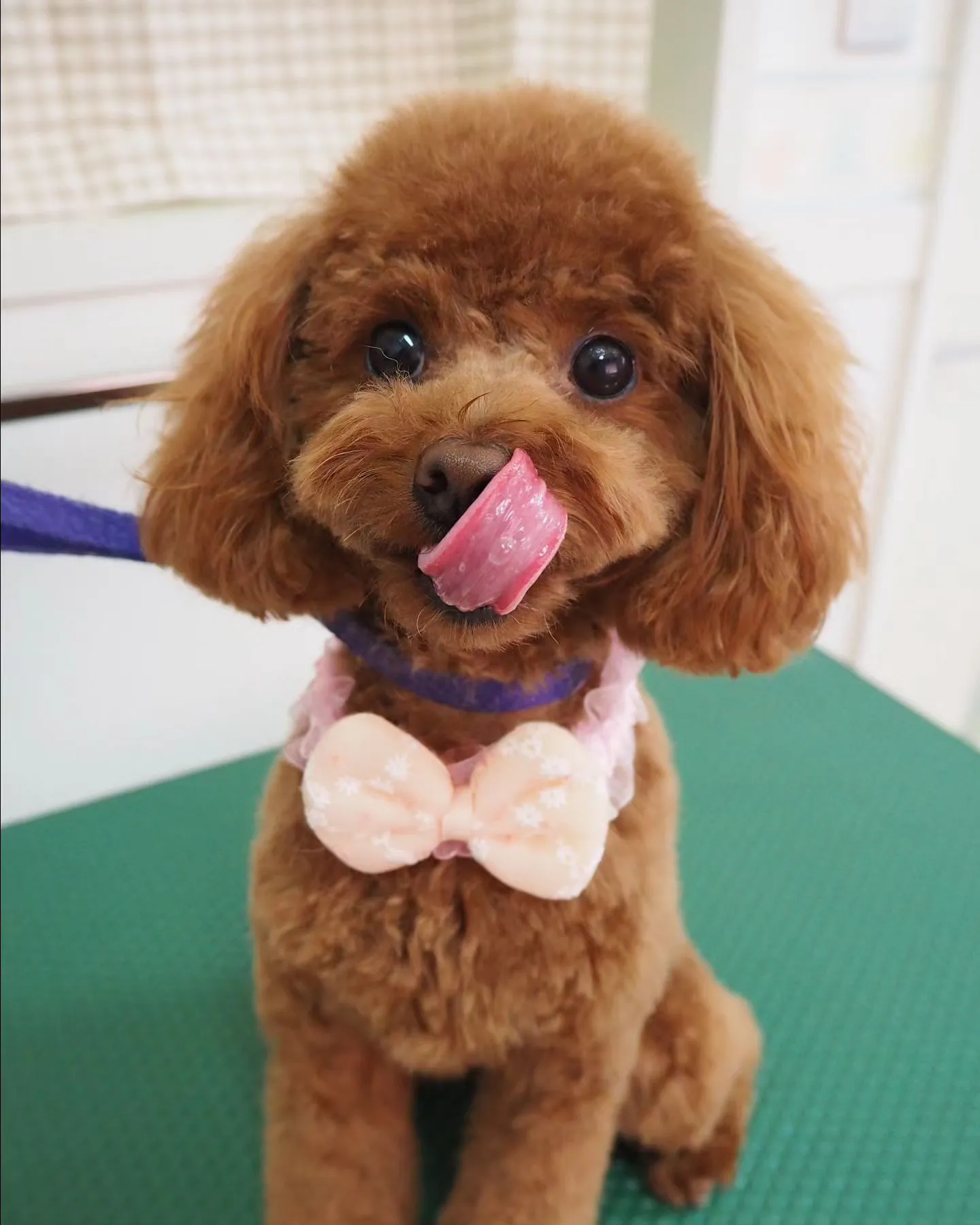 【トリミング】トイプードル【テディベア】　