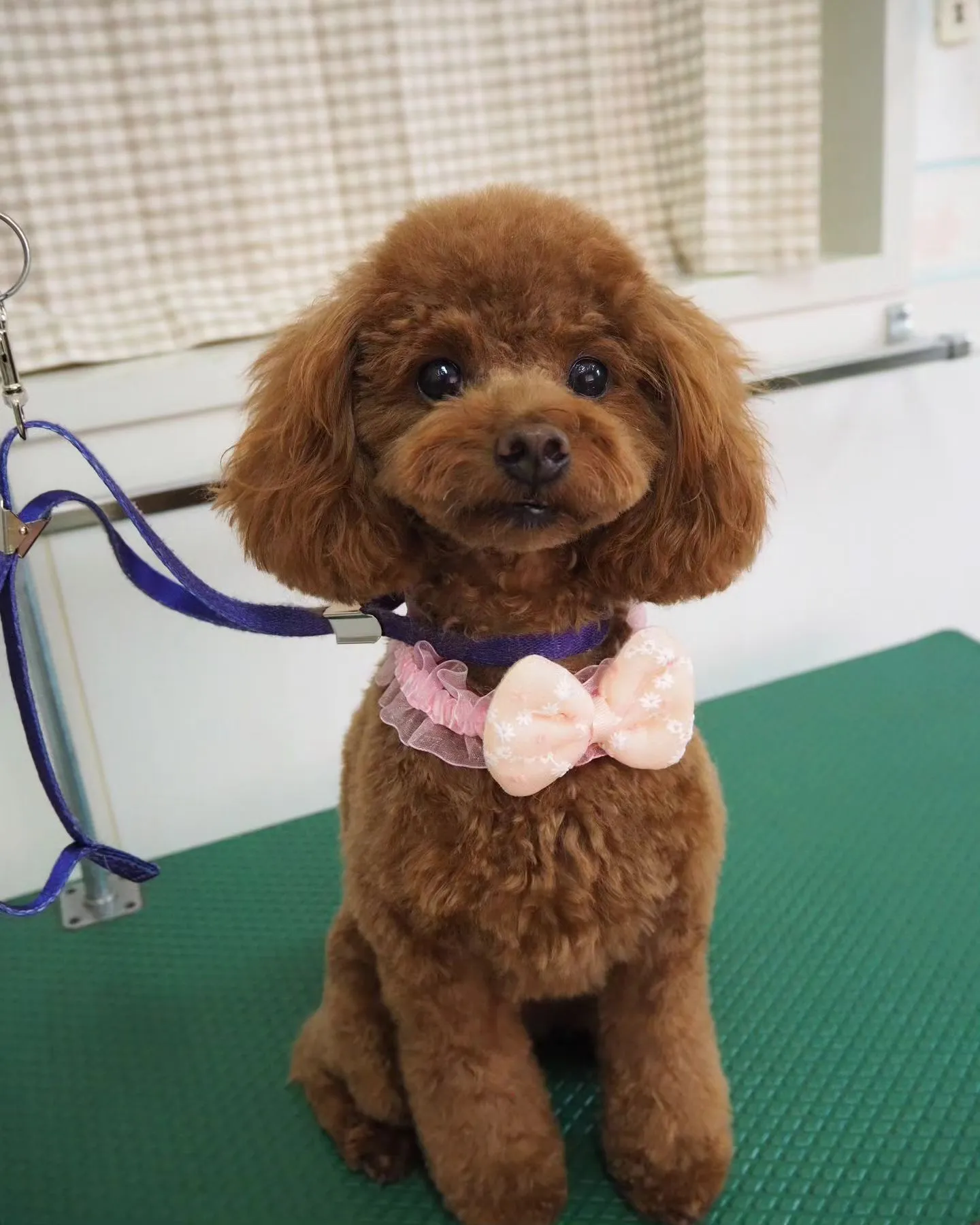 【トリミング】トイプードル【テディベア】　