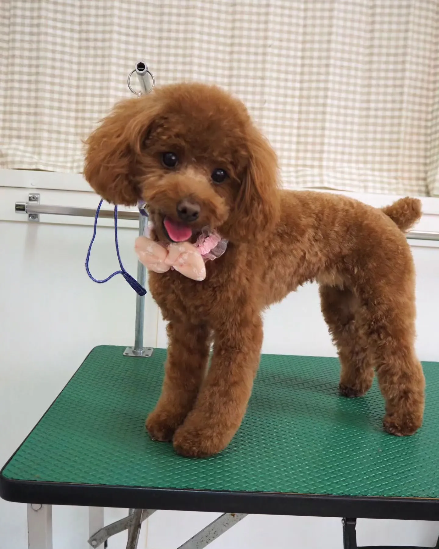 【トリミング】トイプードル【テディベア】　