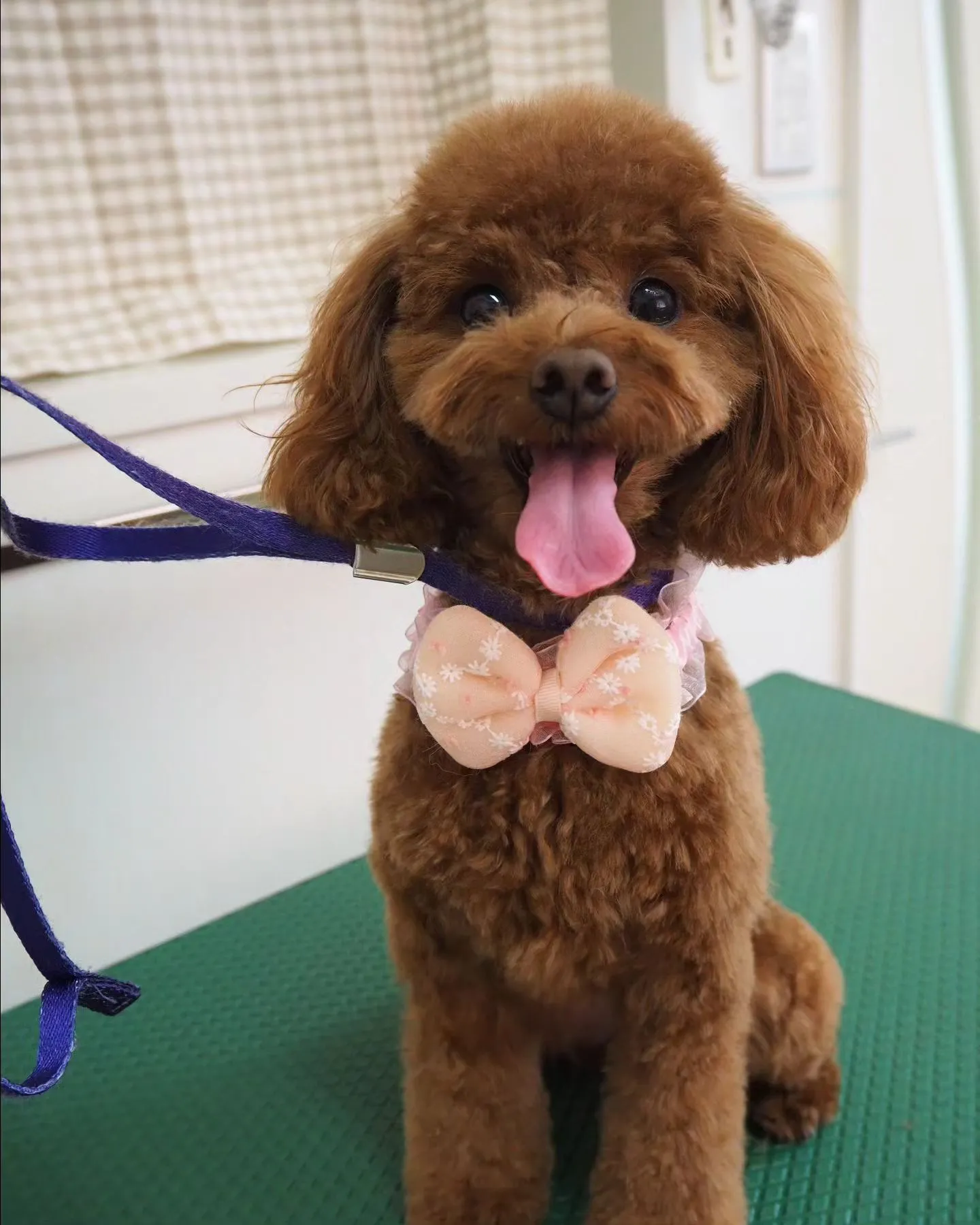 【トリミング】トイプードル【テディベア】　