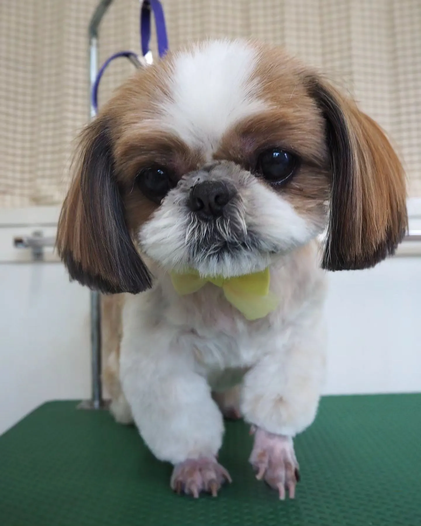 【トリミング】シーズー【足クリップ】