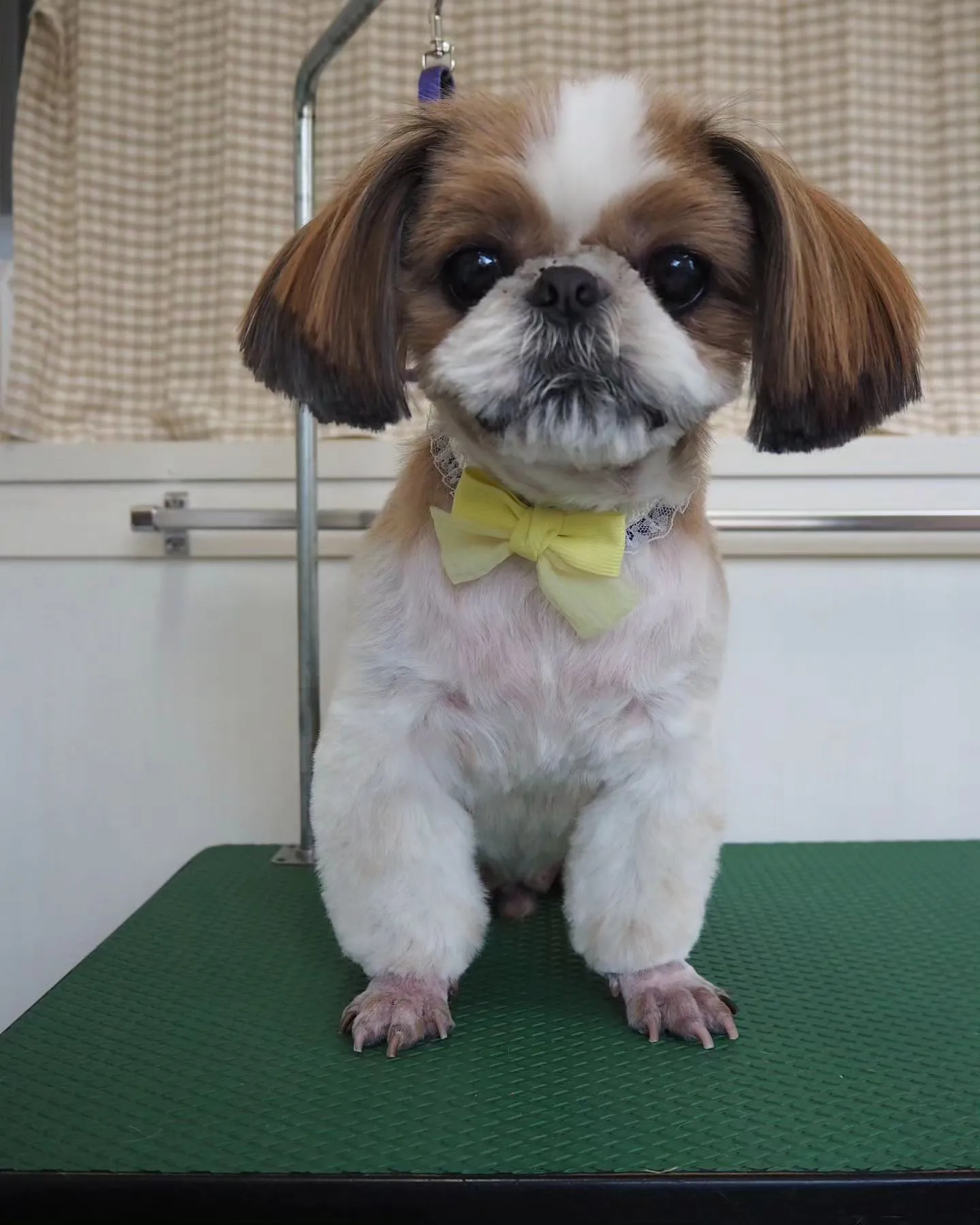 【トリミング】シーズー【足クリップ】