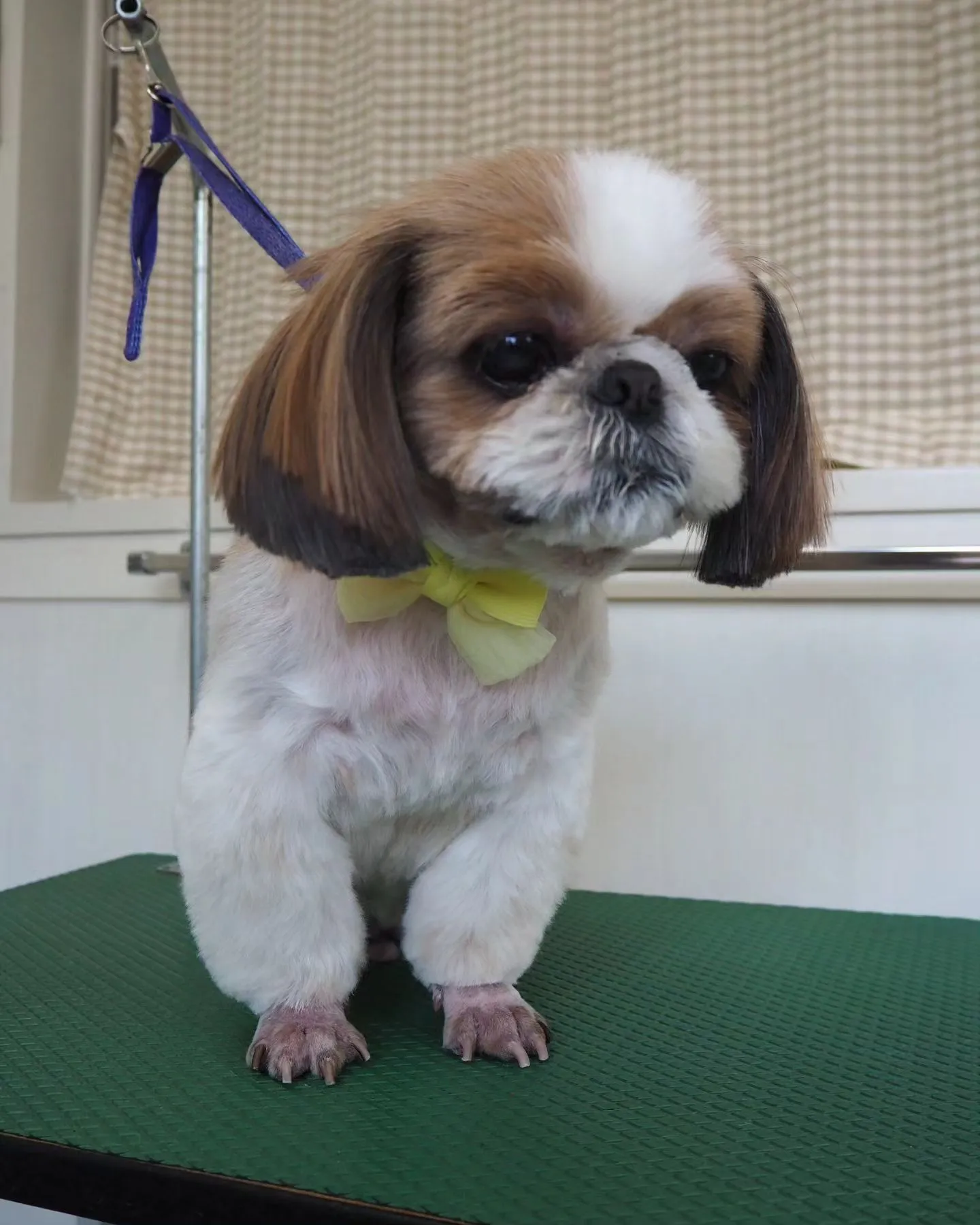 【トリミング】シーズー【足クリップ】