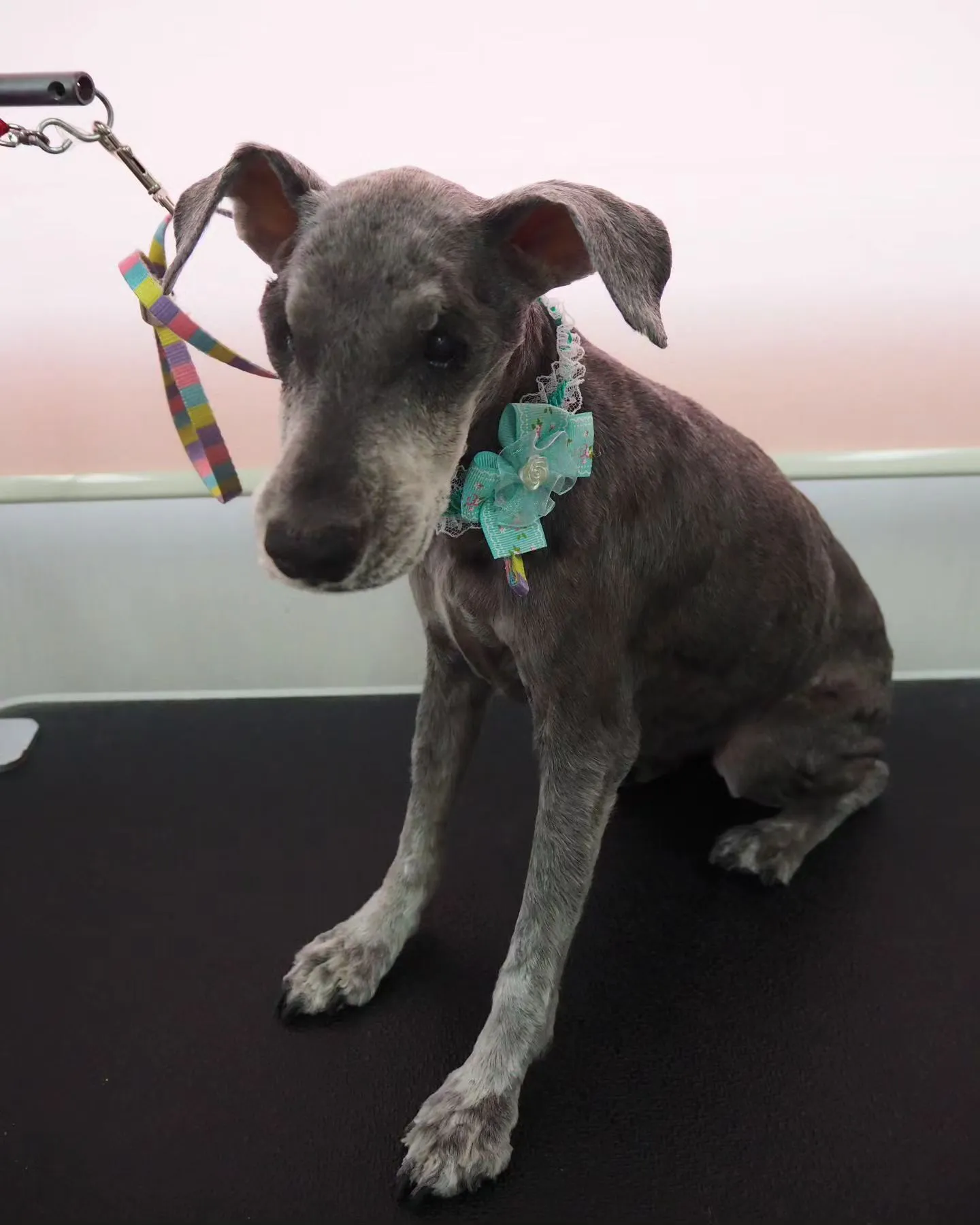 【トリミング】1mm【シュナウザー】