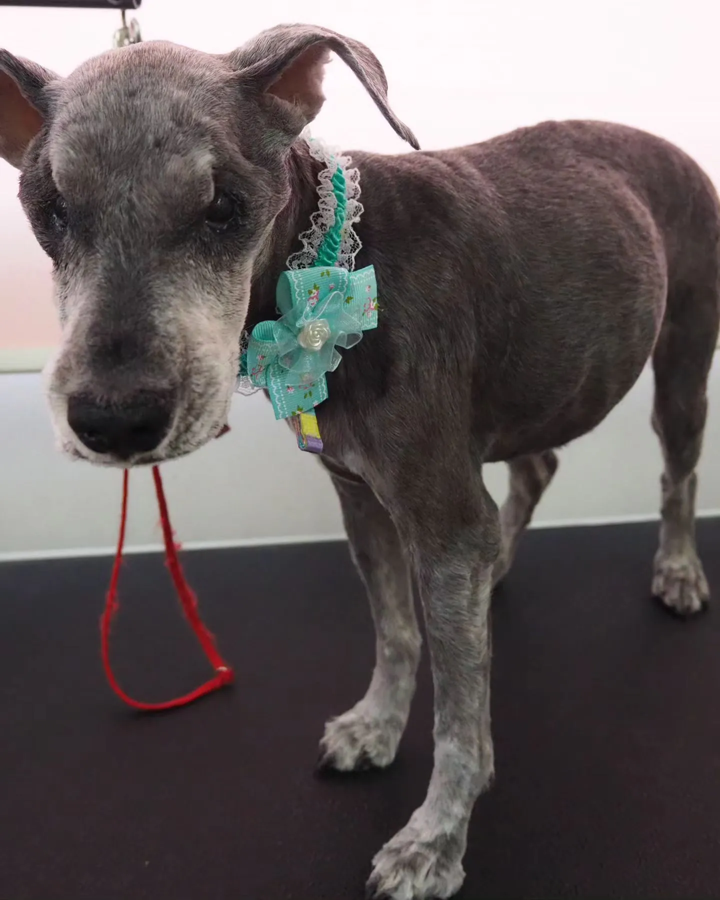 【トリミング】1mm【シュナウザー】