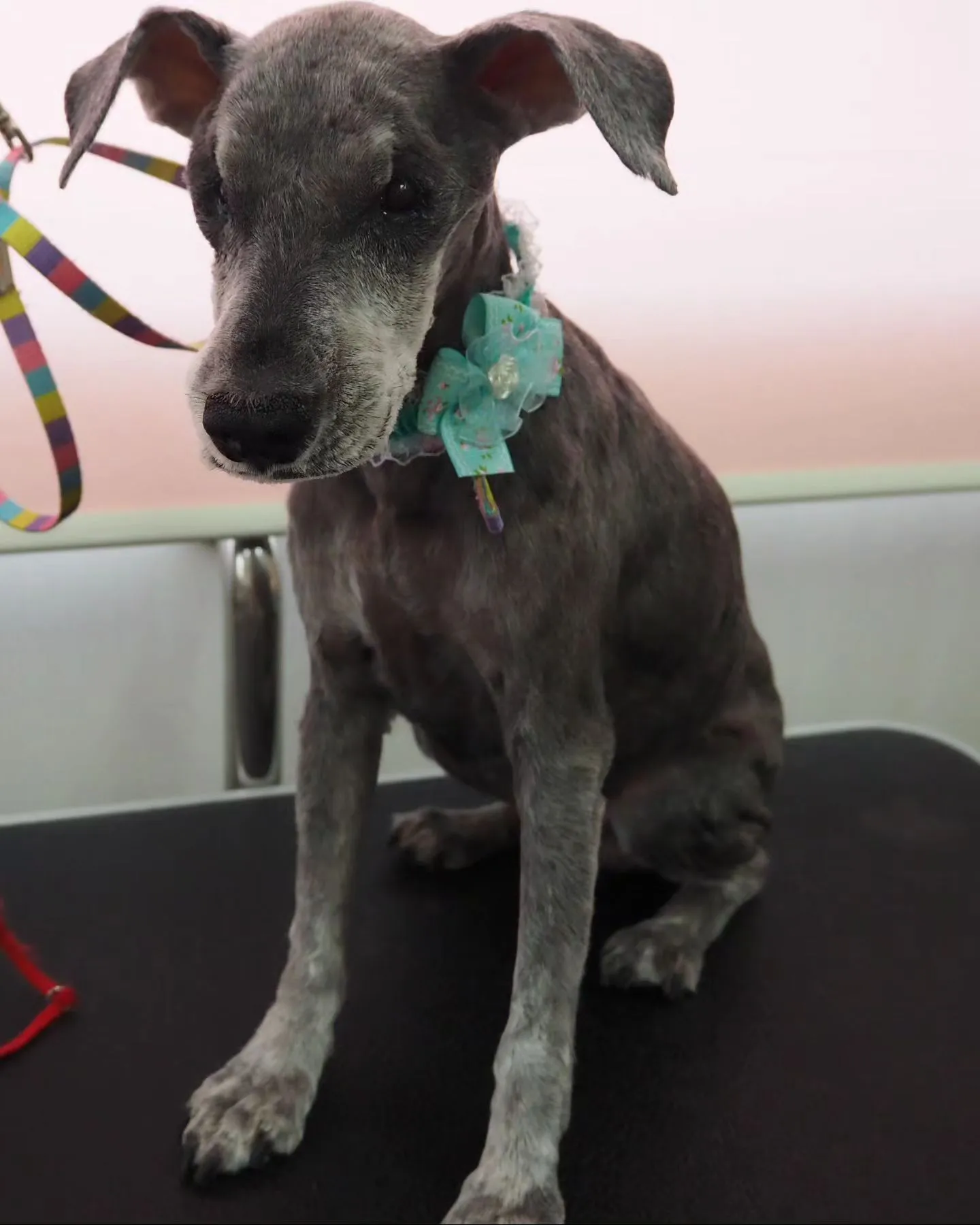 【トリミング】1mm【シュナウザー】