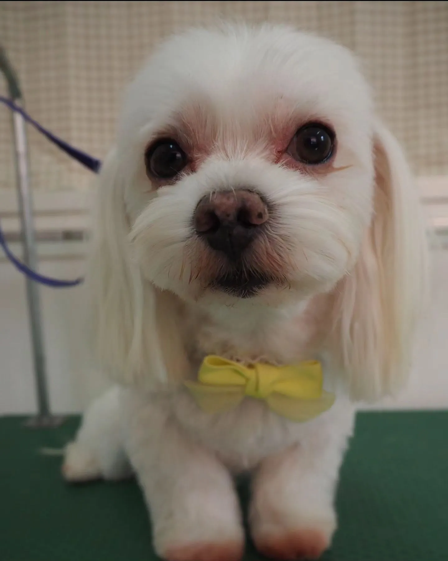 【トリミング】チャームポイントはお耳【マルチーズ】