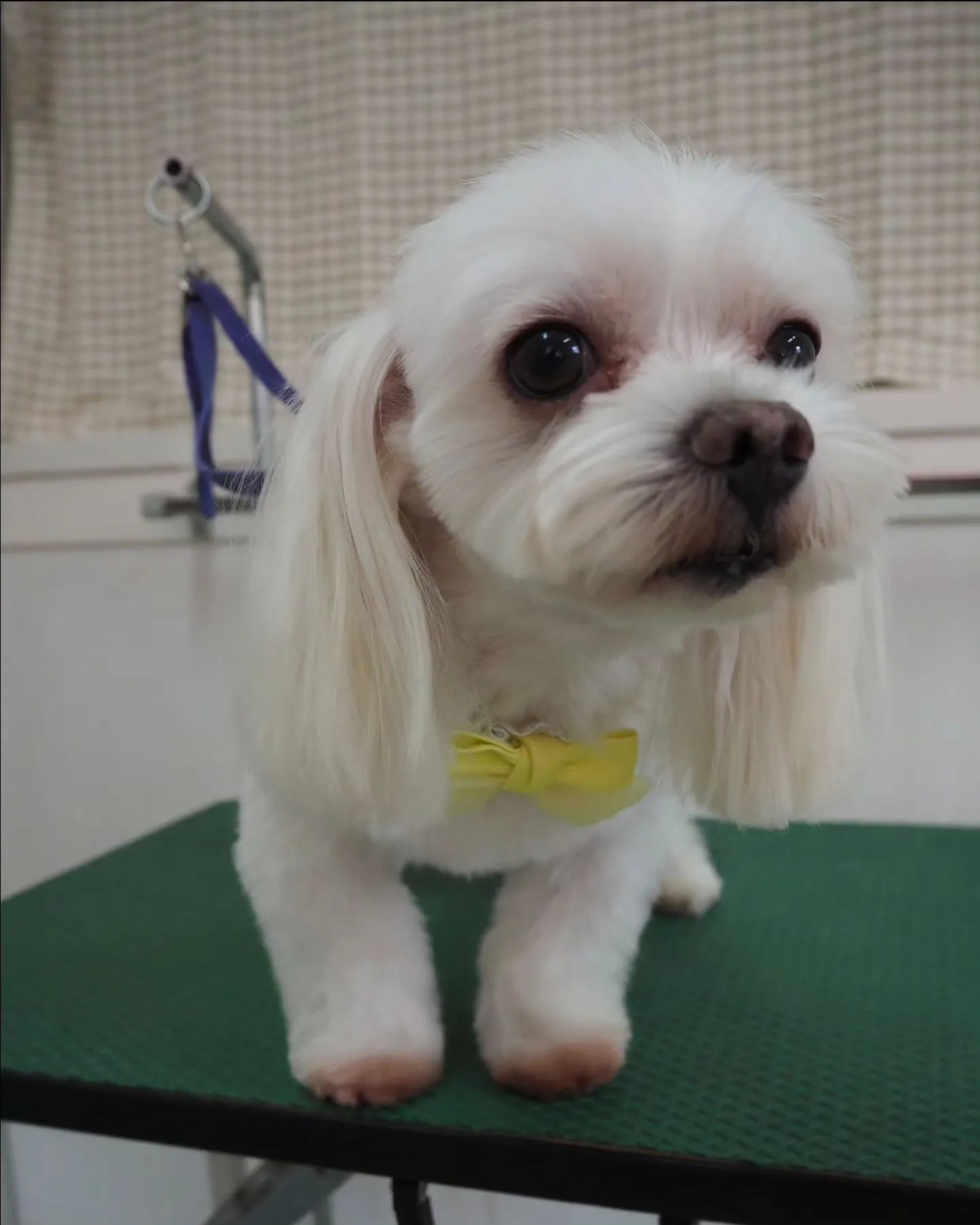 【トリミング】チャームポイントはお耳【マルチーズ】