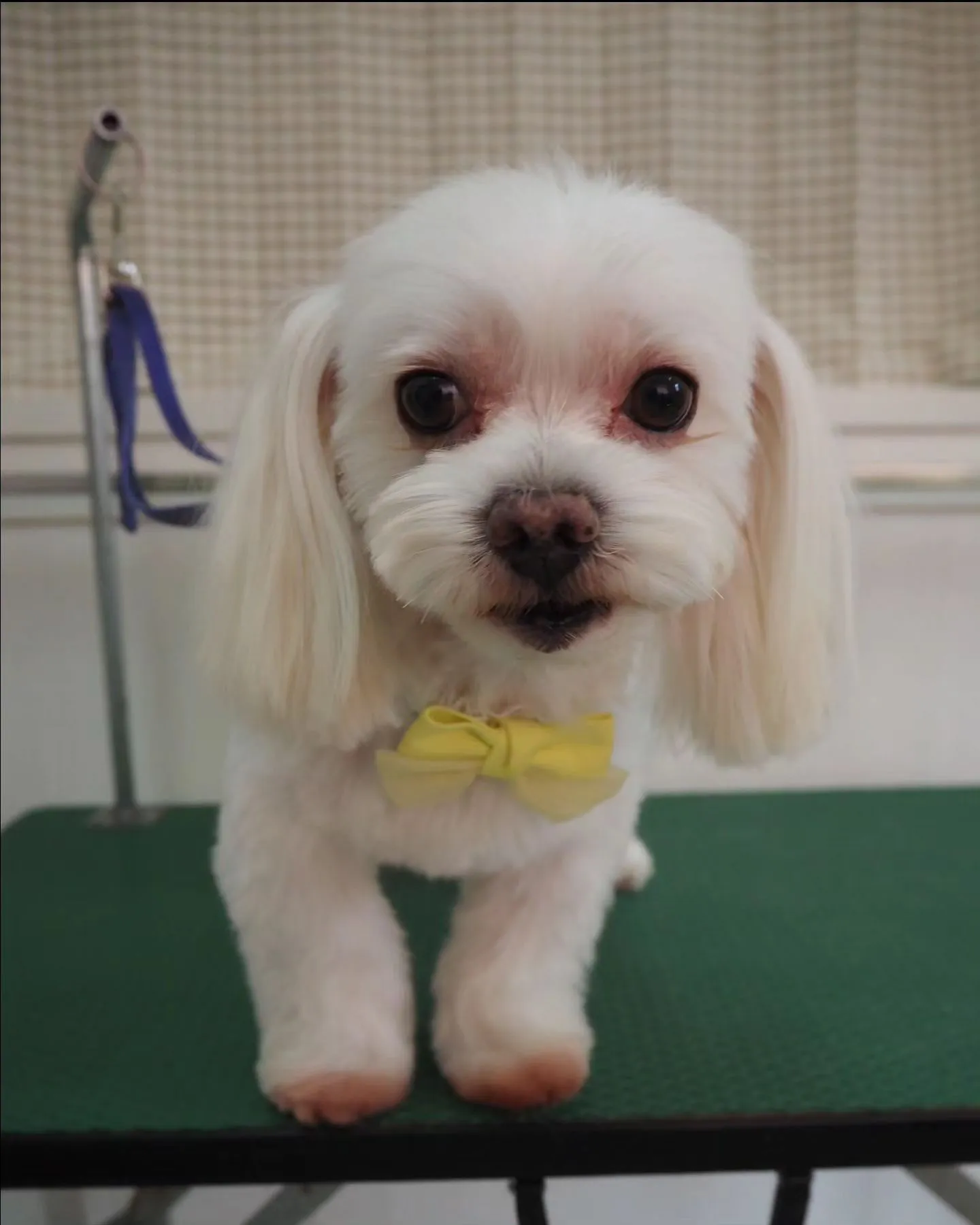 【トリミング】チャームポイントはお耳【マルチーズ】