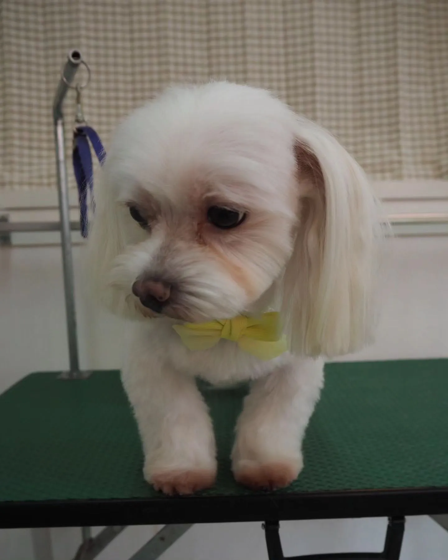 【トリミング】チャームポイントはお耳【マルチーズ】