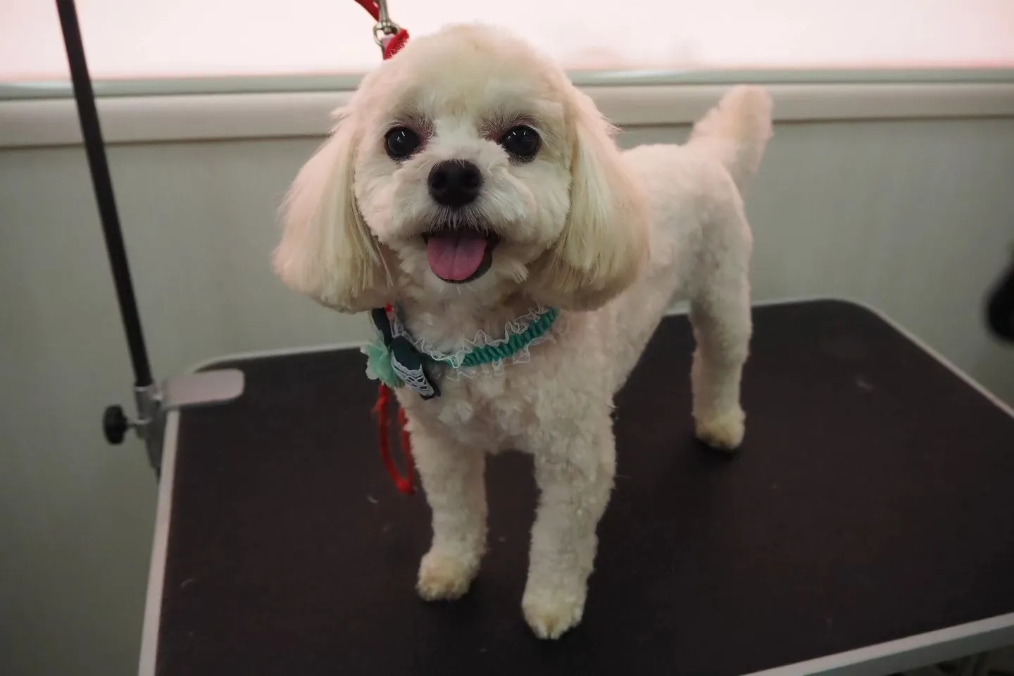 【トリミング】スッキリ【5mm】