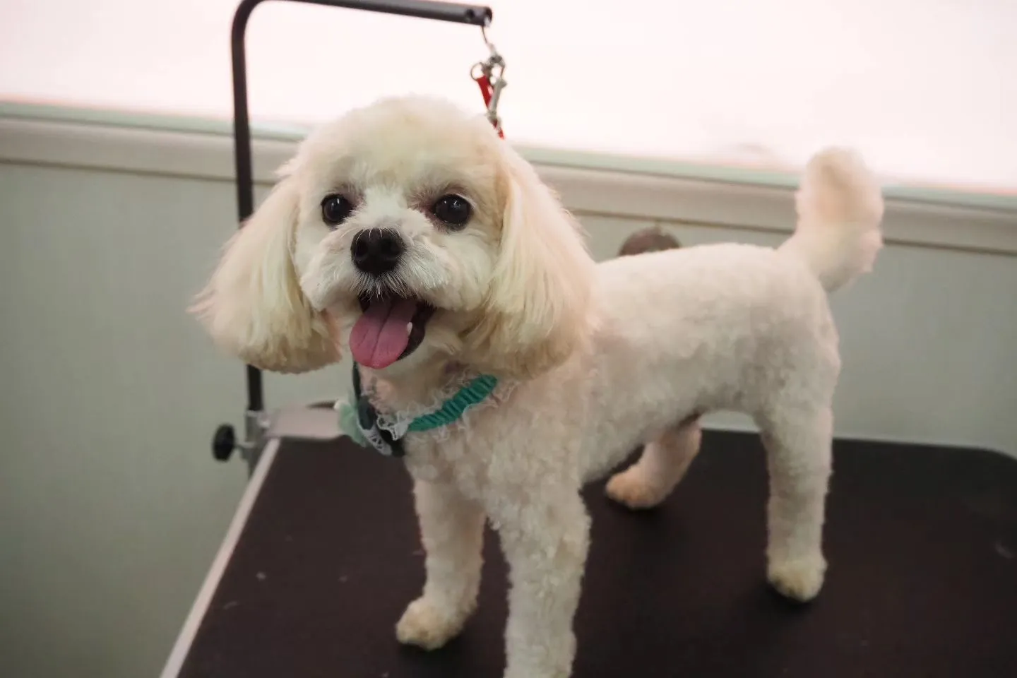 【トリミング】スッキリ【5mm】