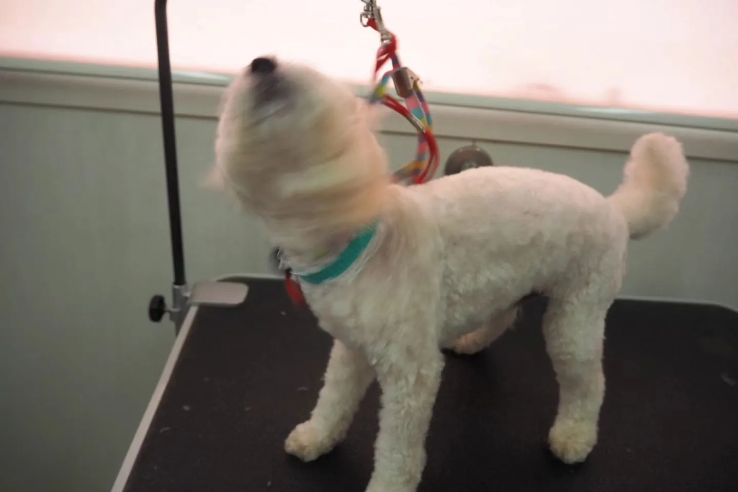 【トリミング】スッキリ【5mm】