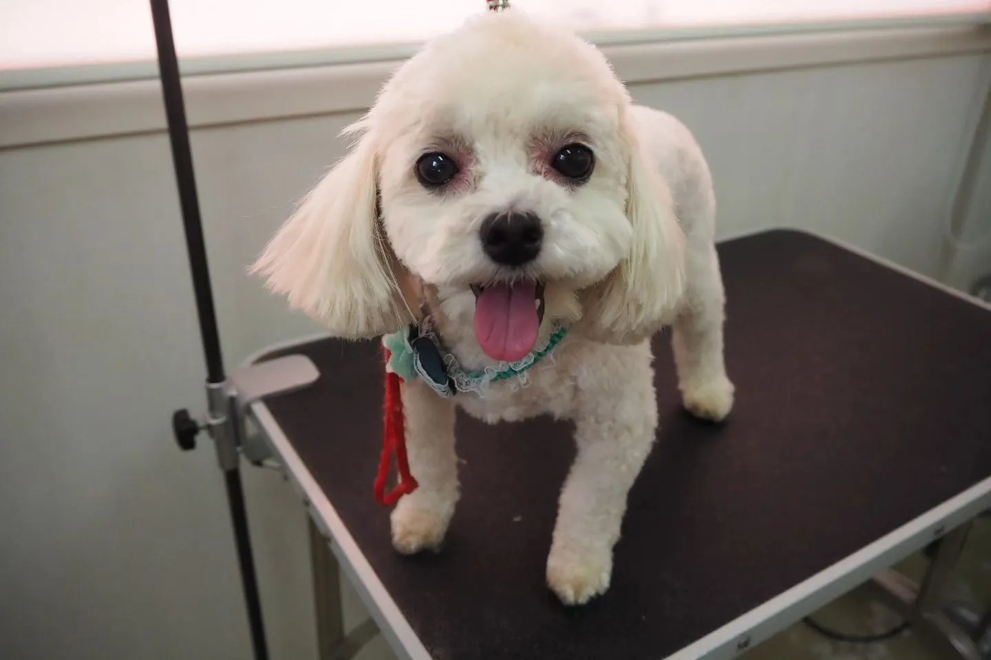 【トリミング】スッキリ【5mm】