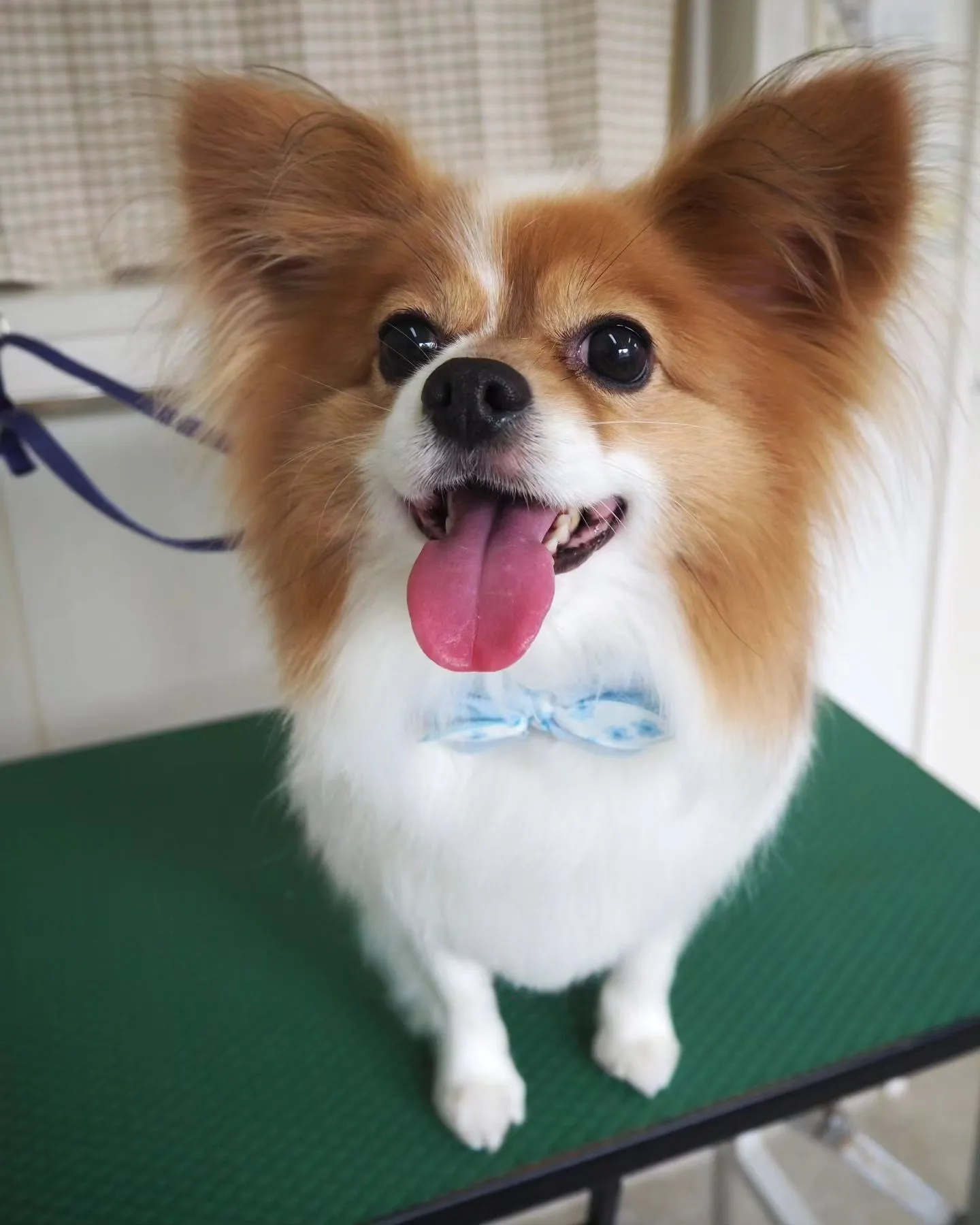 【トリミング】お腹【パピヨン】