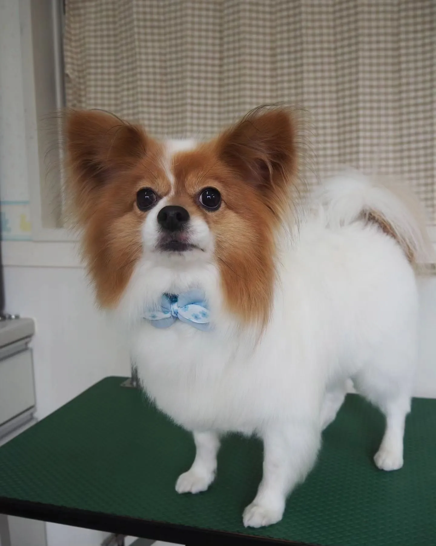 【トリミング】お腹【パピヨン】