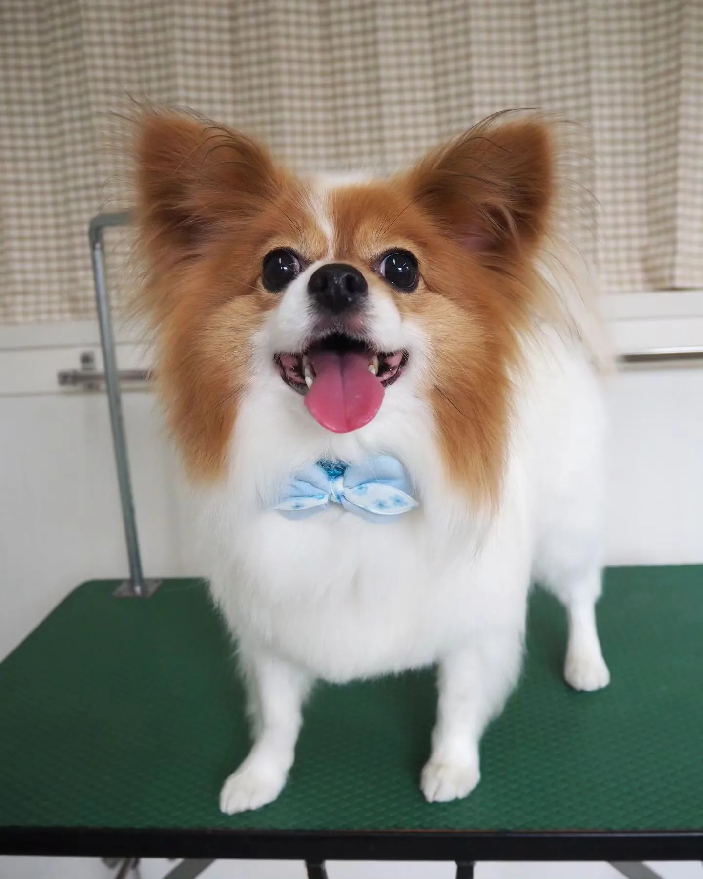 【トリミング】お腹【パピヨン】