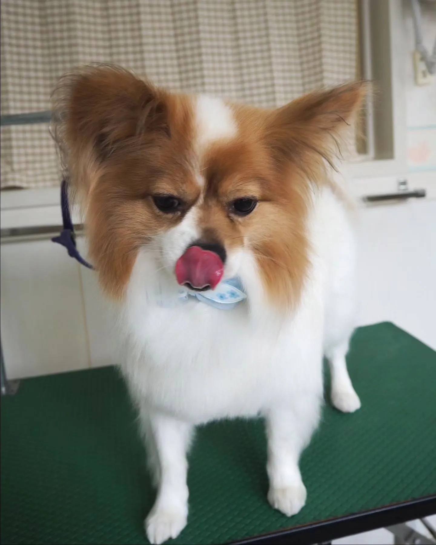 【トリミング】お腹【パピヨン】