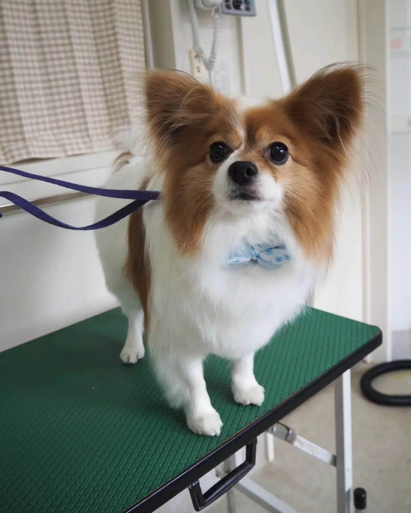 【トリミング】お腹【パピヨン】