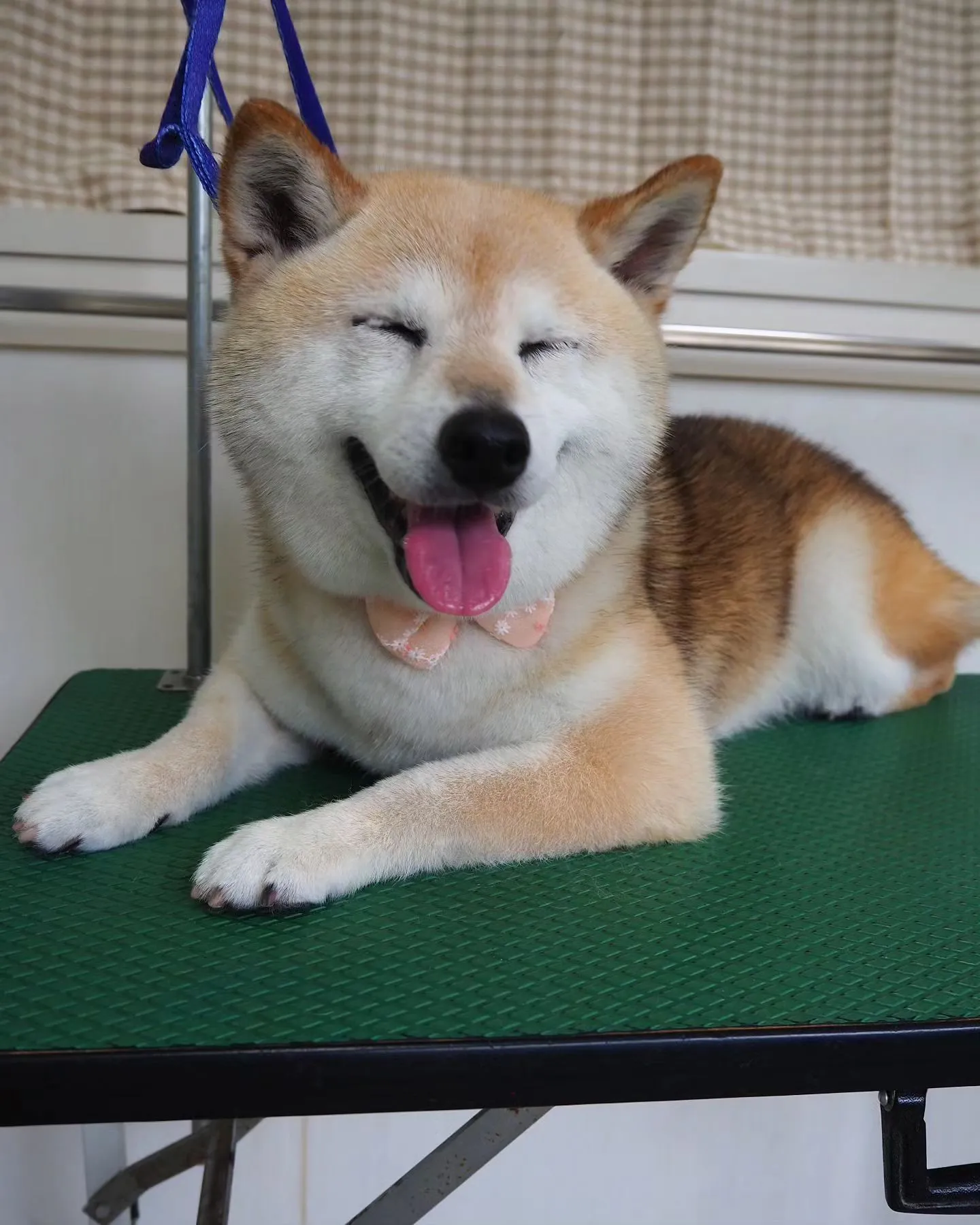 【トリミング】柴【シャンプーコース】