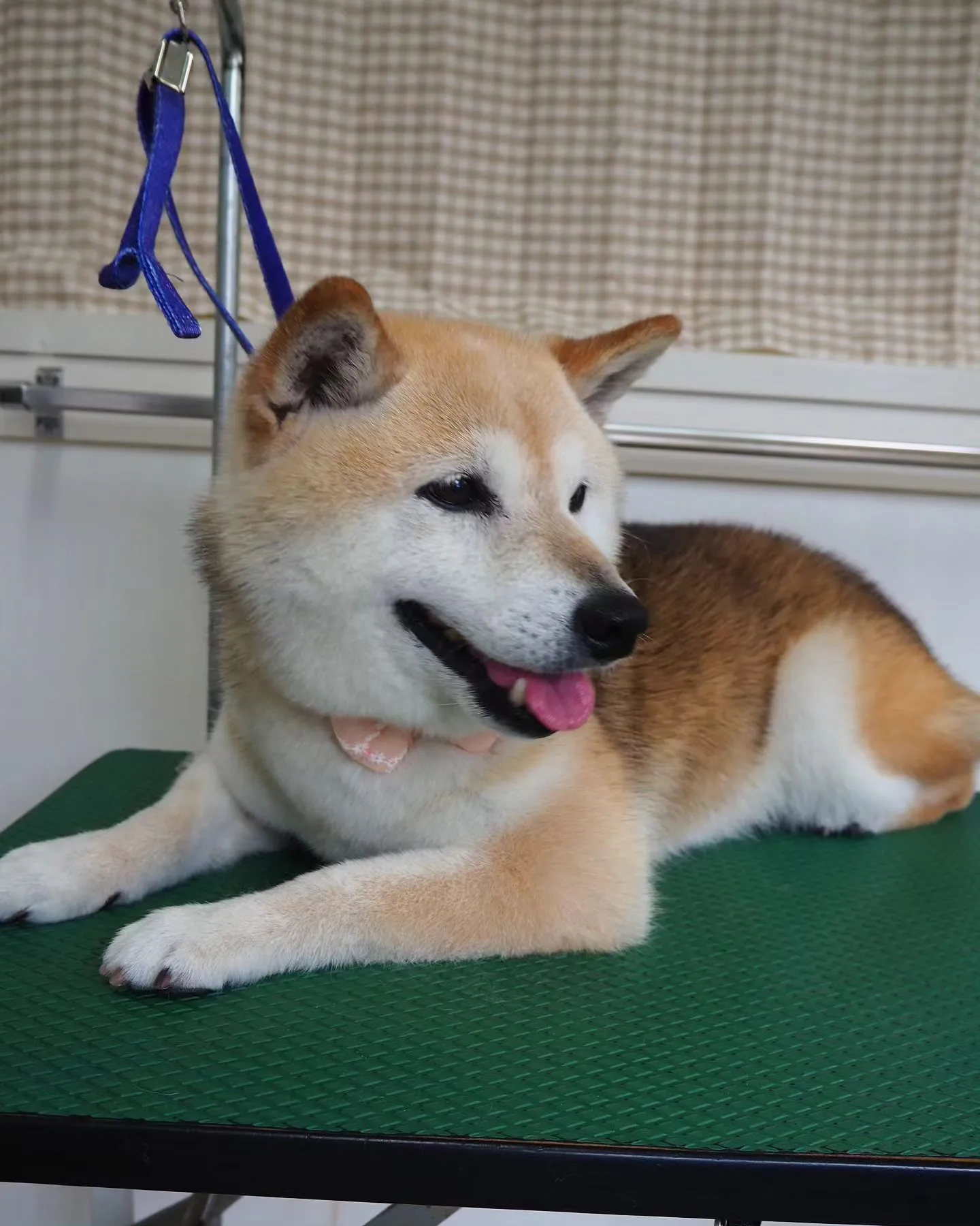 【トリミング】柴【シャンプーコース】