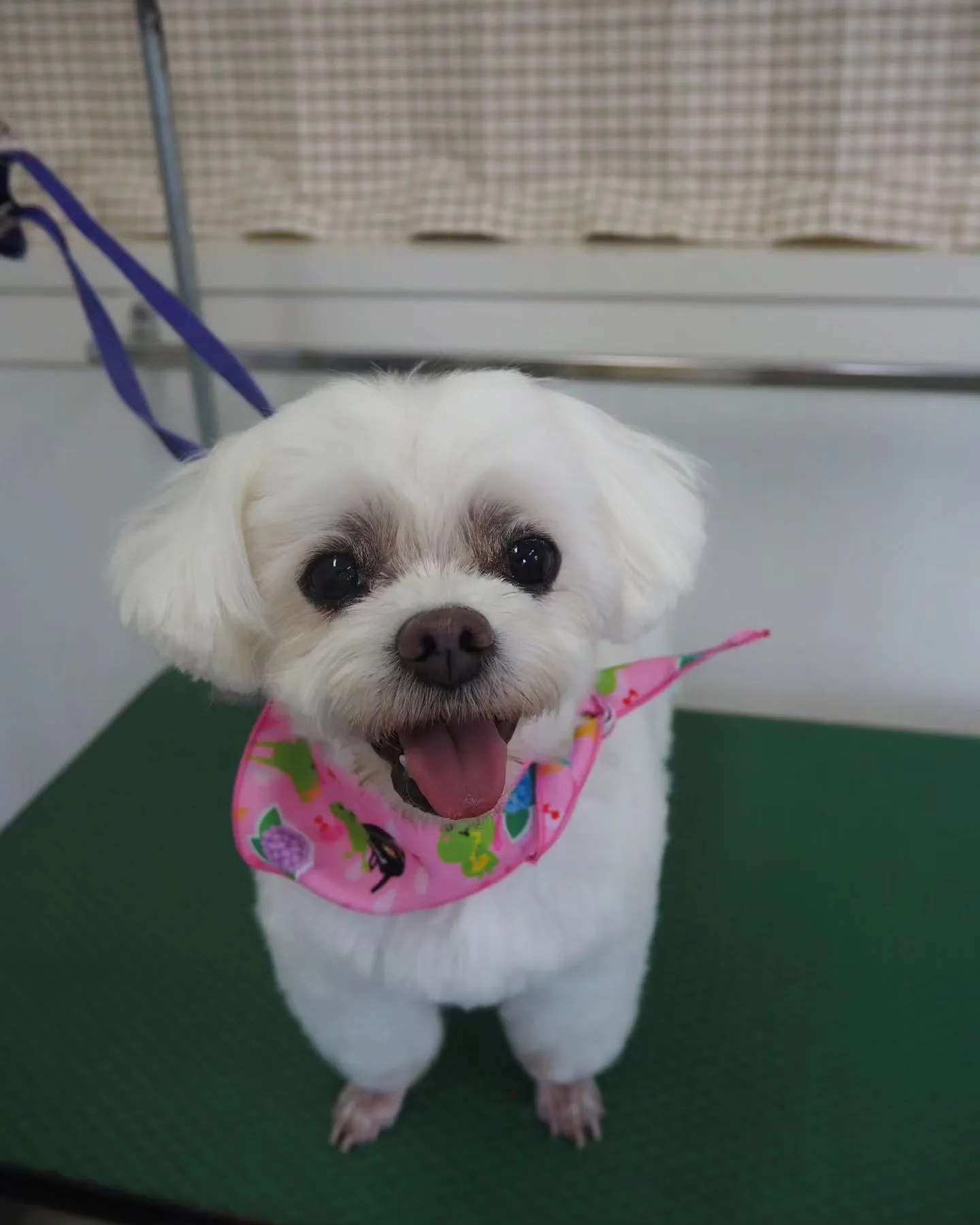 【トリミング】足クリップ【マルチーズ】