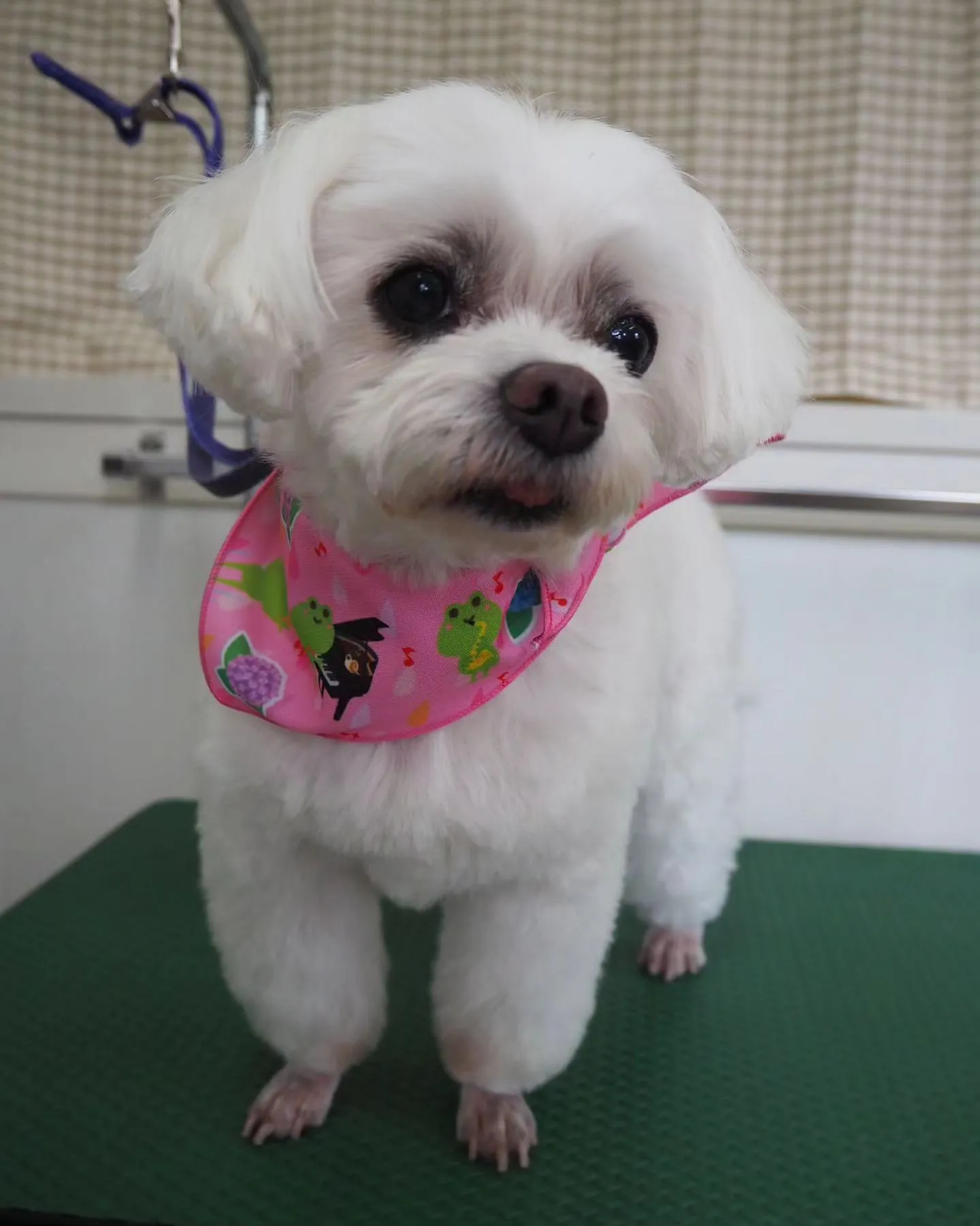 【トリミング】足クリップ【マルチーズ】