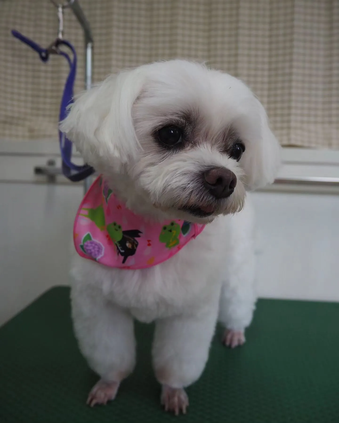 【トリミング】足クリップ【マルチーズ】