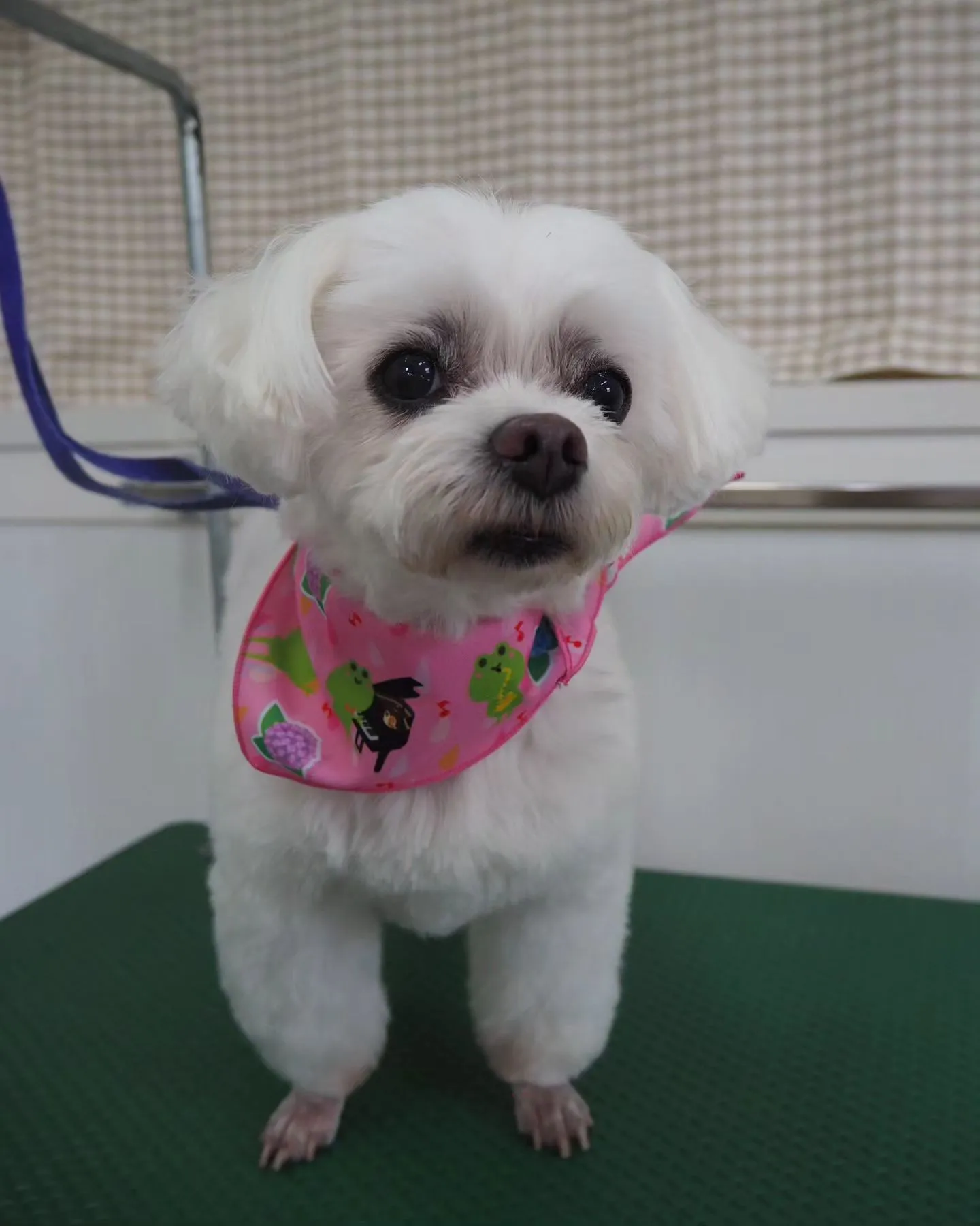 【トリミング】足クリップ【マルチーズ】