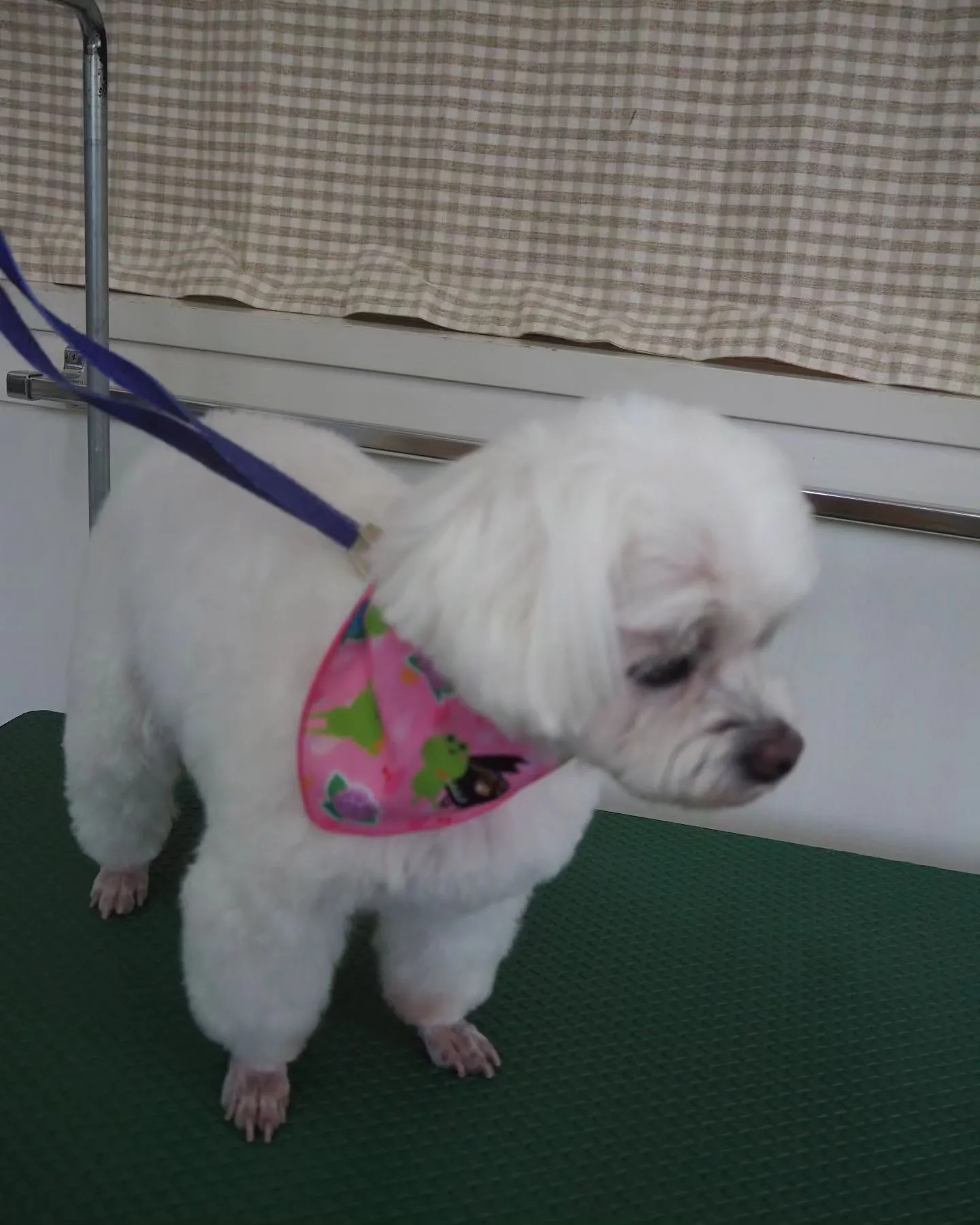 【トリミング】足クリップ【マルチーズ】