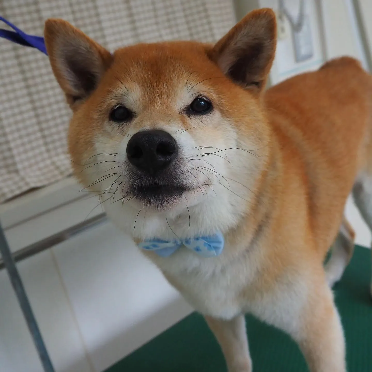 【トリミング】お尻カット【柴犬】