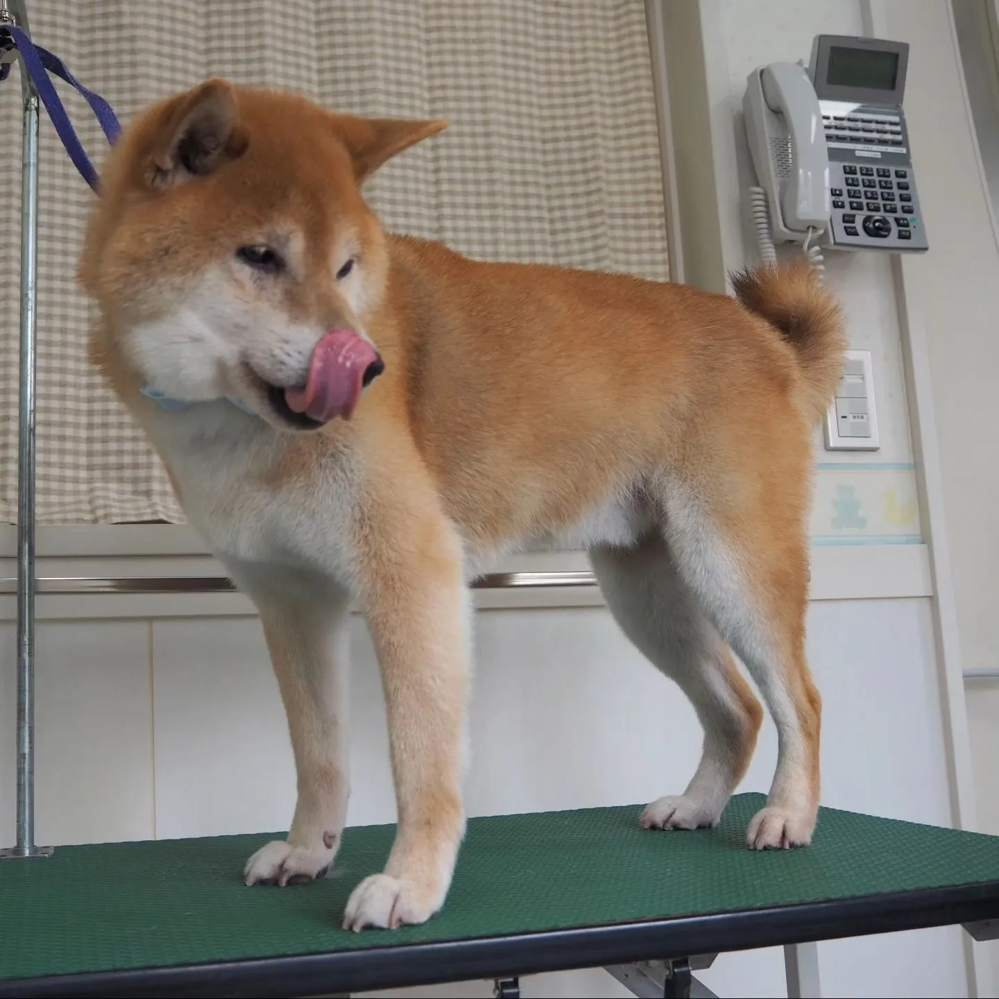 【トリミング】お尻カット【柴犬】