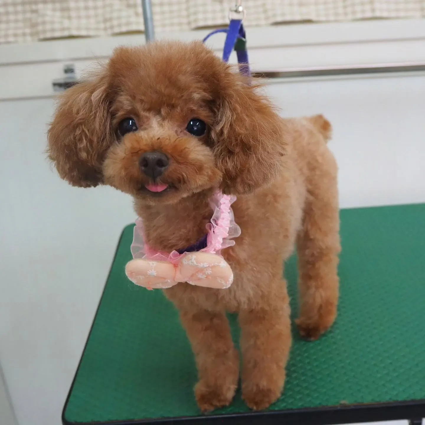 【トリミング】トイプードル【テディベア】