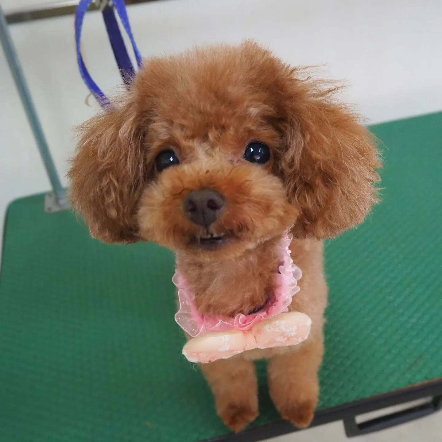 【トリミング】トイプードル【テディベア】