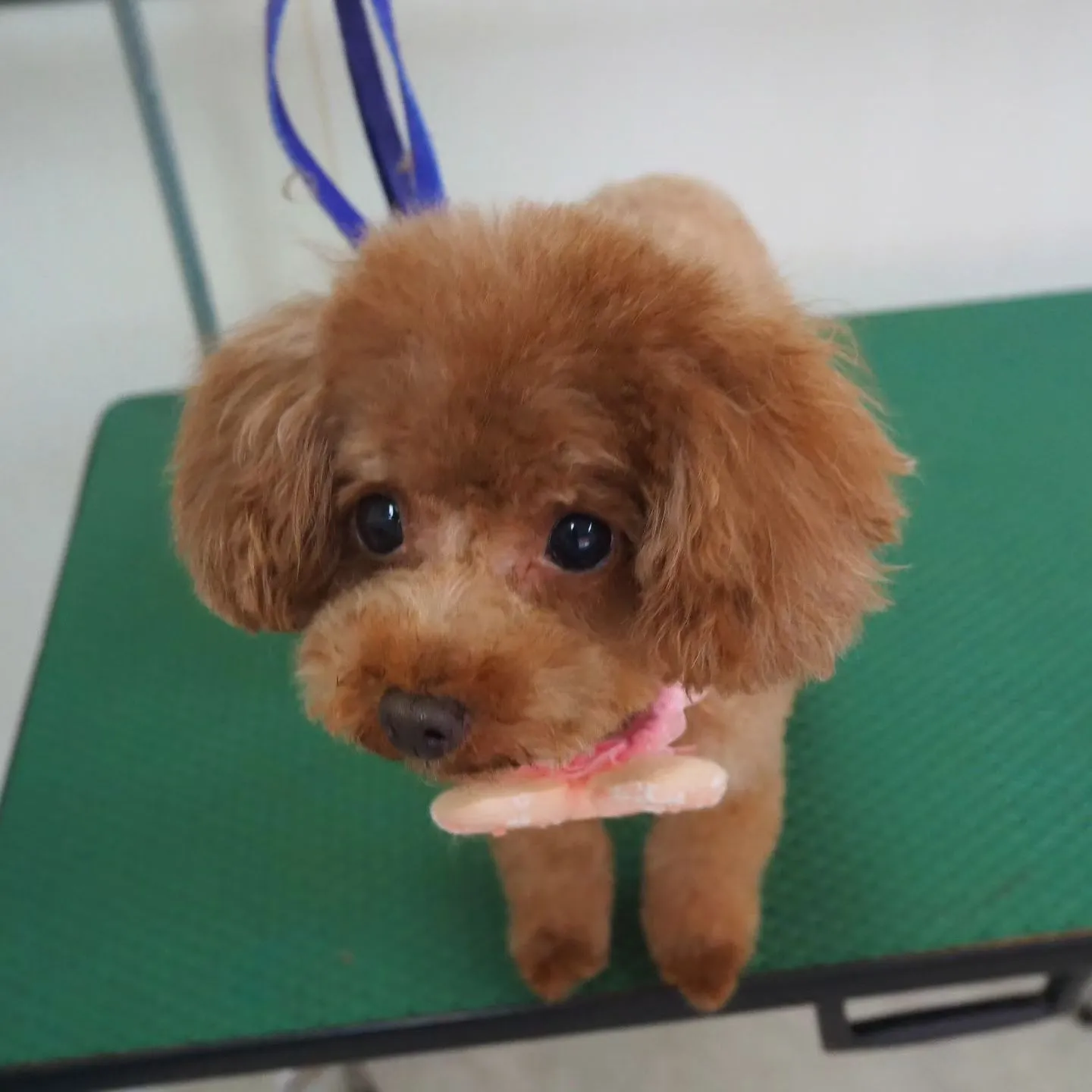 【トリミング】トイプードル【テディベア】