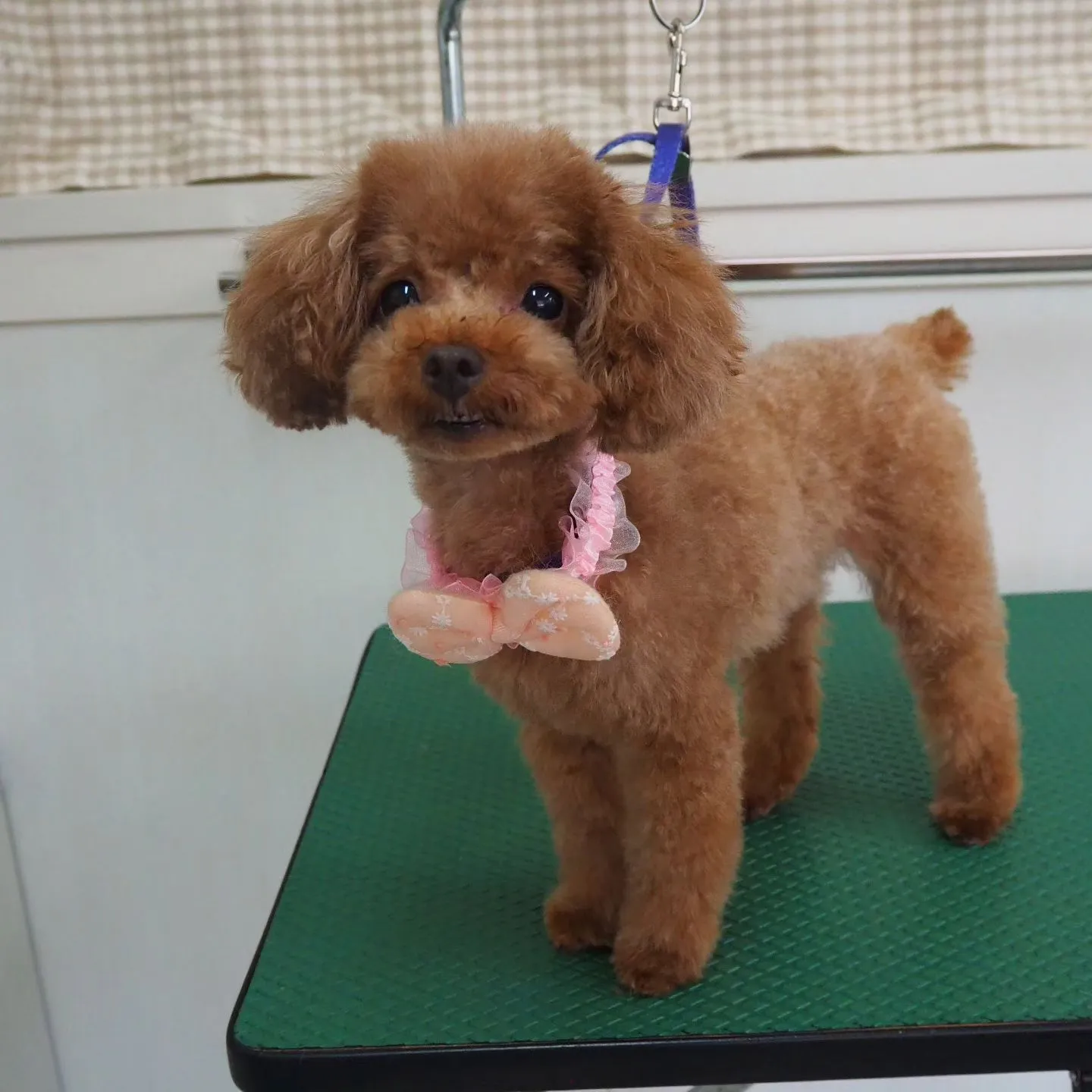 【トリミング】トイプードル【テディベア】