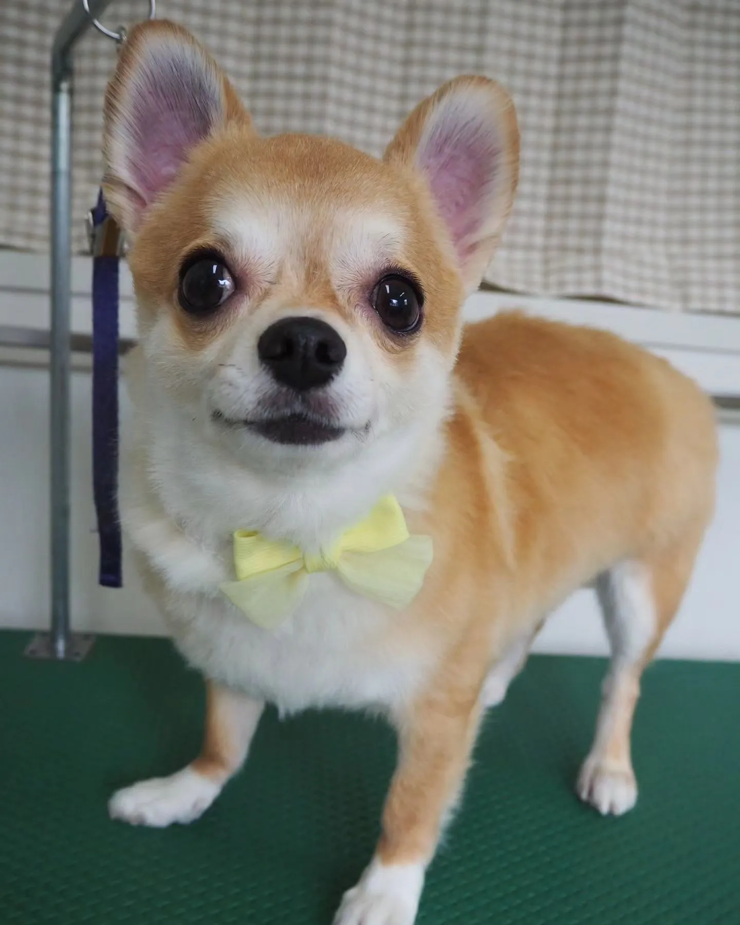 【トリミング】飼い主様ご希望カットです。