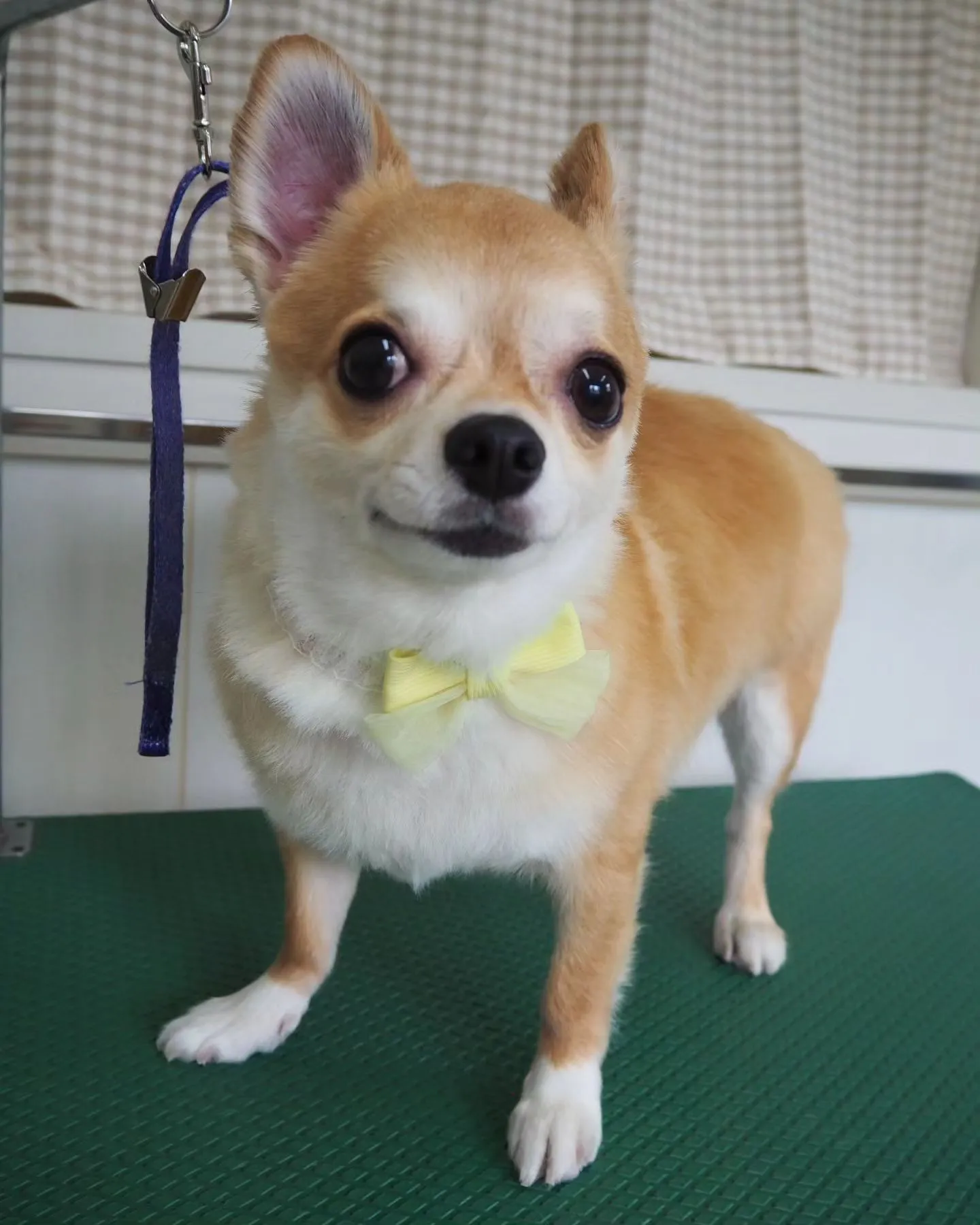 【トリミング】飼い主様ご希望カットです。